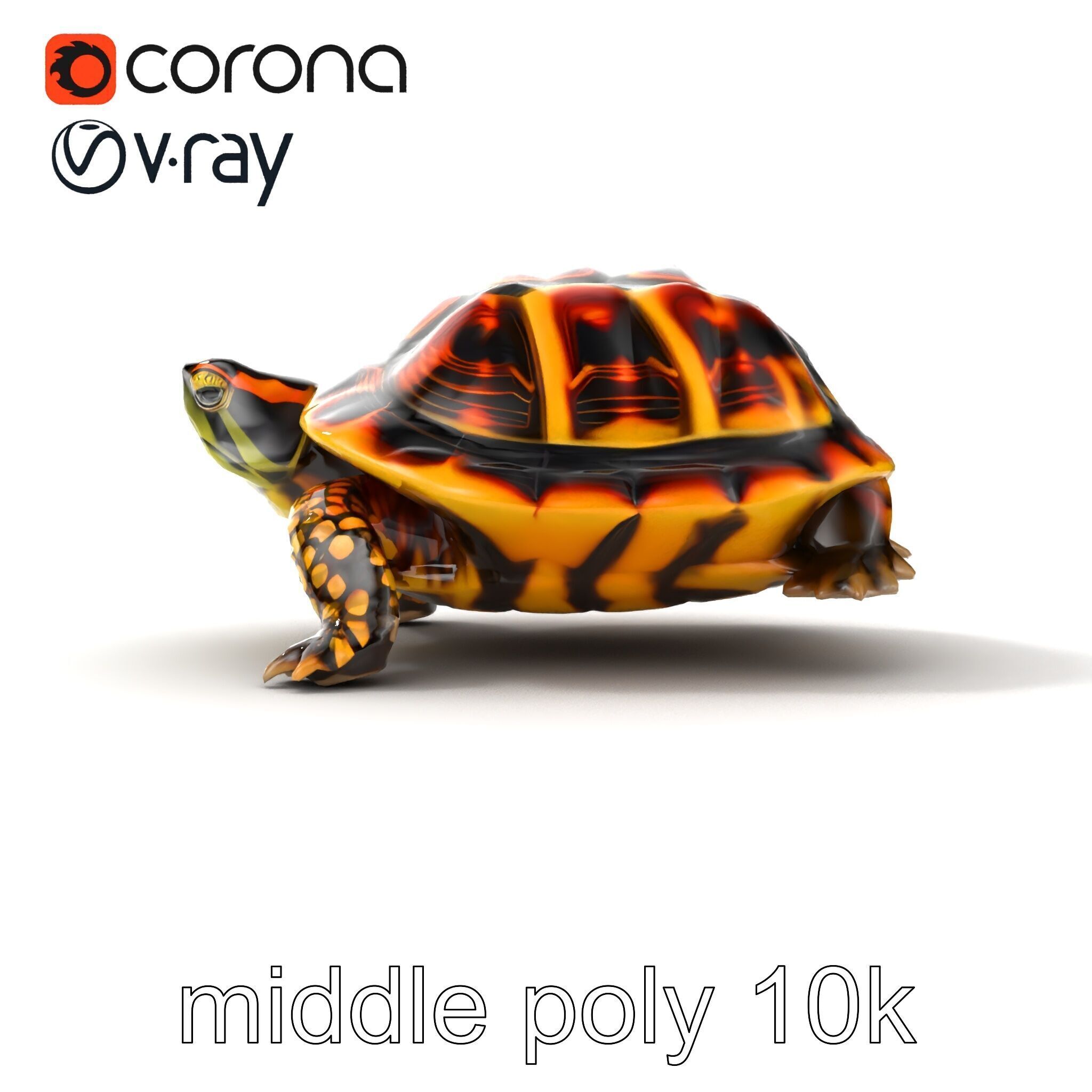 YellowMargined Box Turtle Realistic Detail Model Pack Low-poly 3D model_21