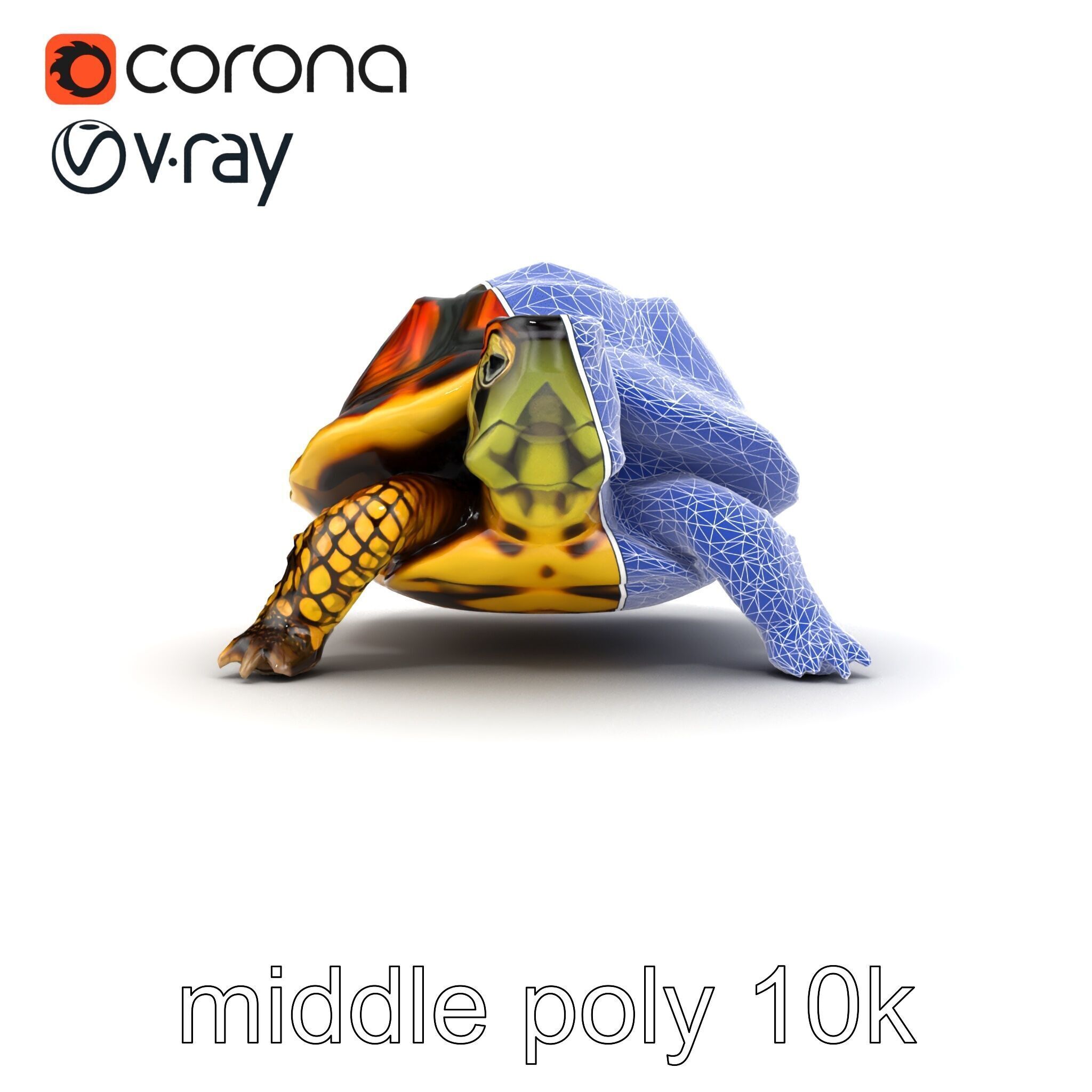 YellowMargined Box Turtle Realistic Detail Model Pack Low-poly 3D model_31