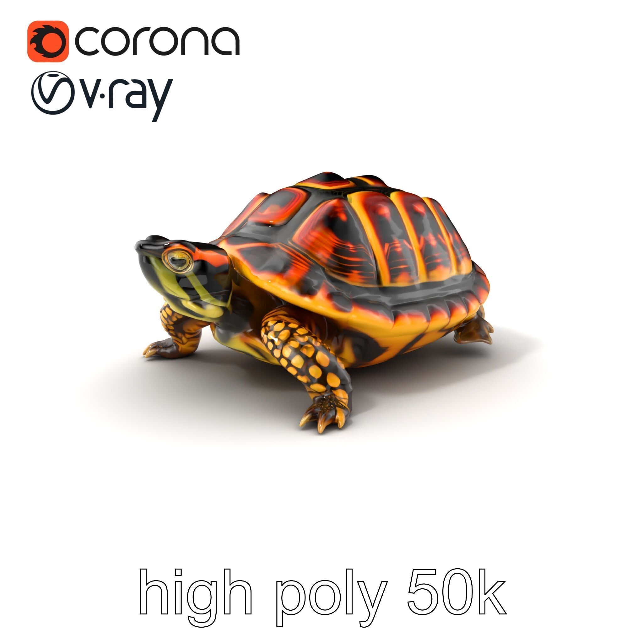 YellowMargined Box Turtle Realistic Detail Model Pack Low-poly 3D model_2