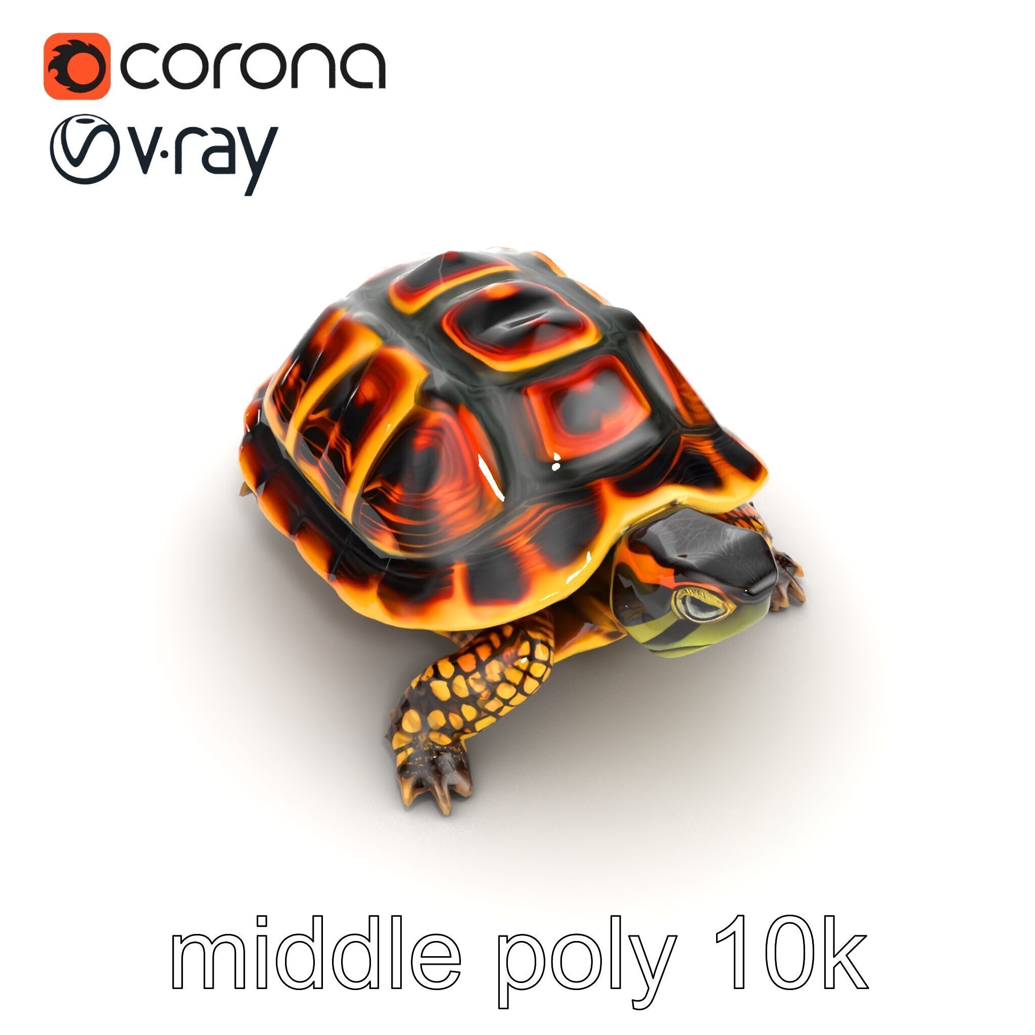 YellowMargined Box Turtle Realistic Detail Model Pack Low-poly 3D model_17