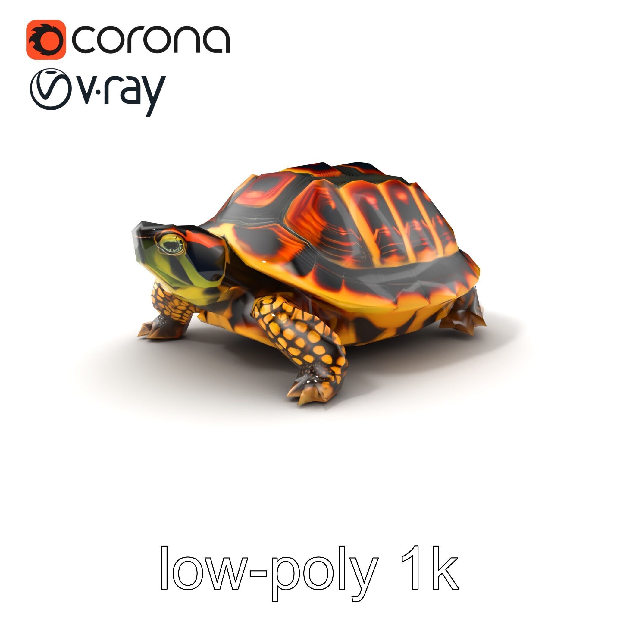 YellowMargined Box Turtle Realistic Detail Model Pack Low-poly 3D model_5