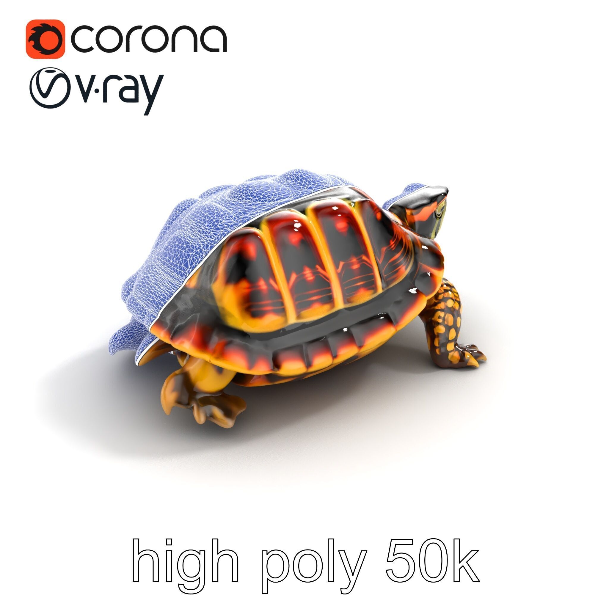 YellowMargined Box Turtle Realistic Detail Model Pack Low-poly 3D model_27