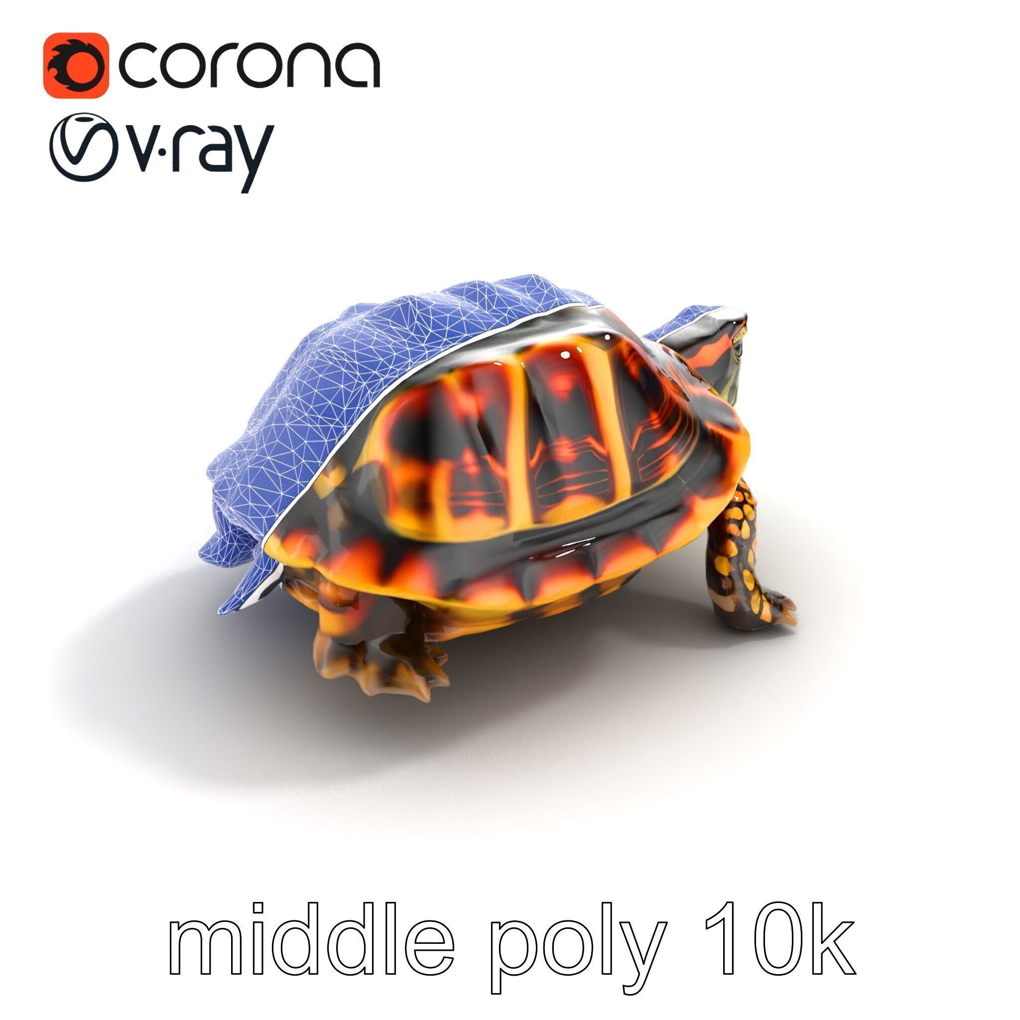 YellowMargined Box Turtle Realistic Detail Model Pack Low-poly 3D model_11