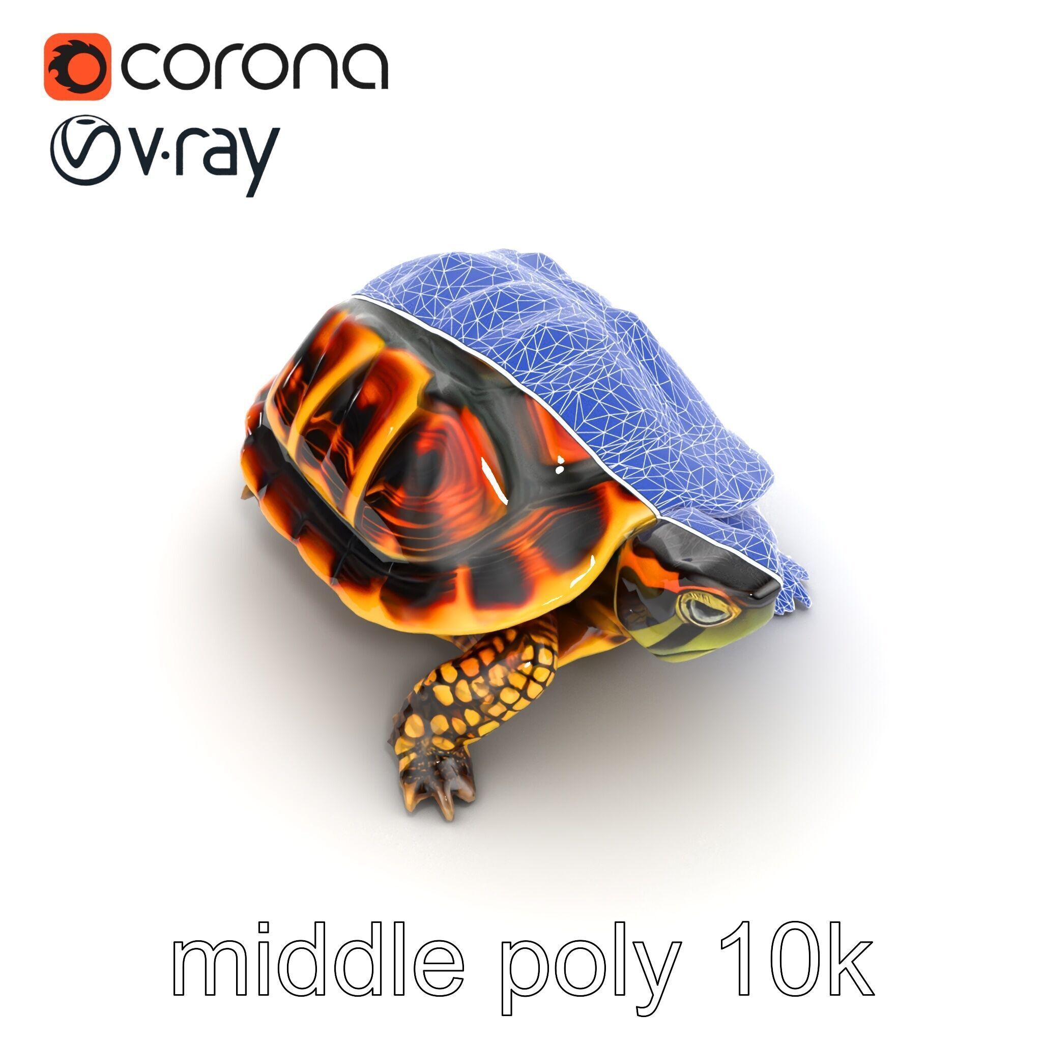 YellowMargined Box Turtle Realistic Detail Model Pack Low-poly 3D model_32