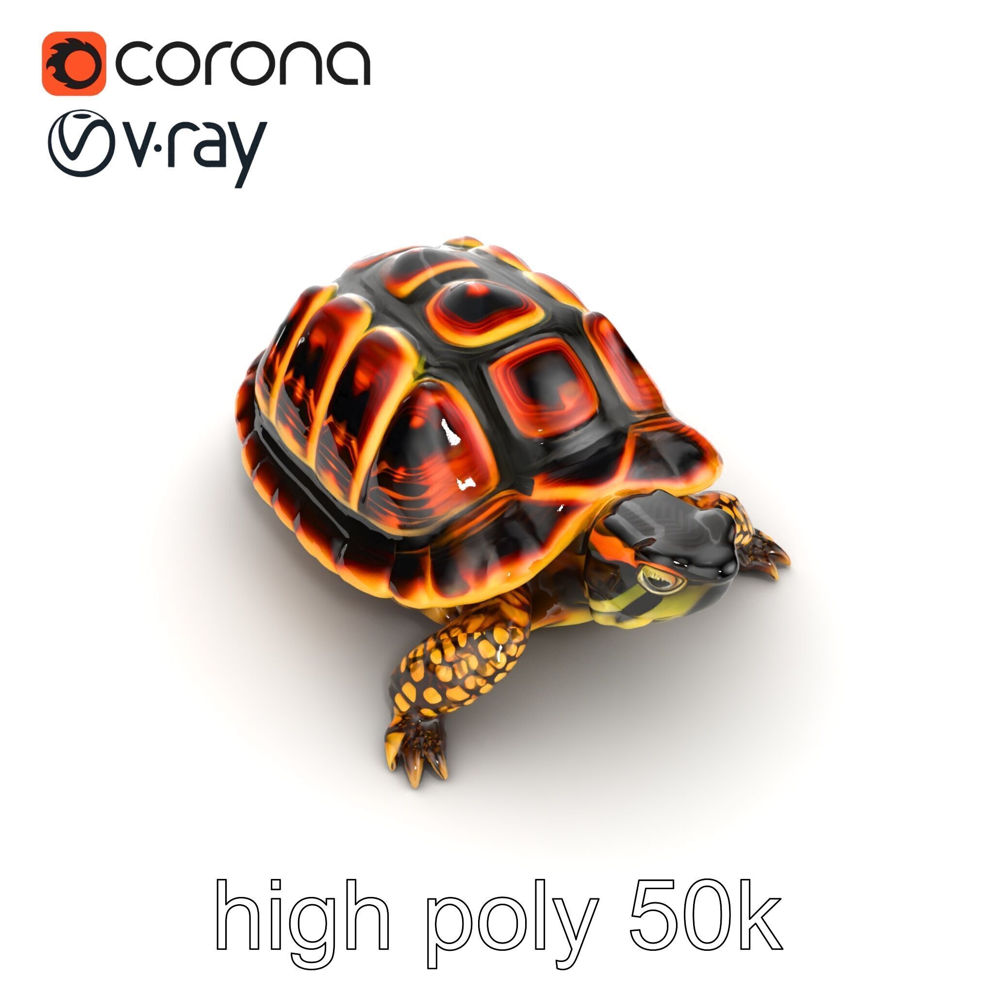 YellowMargined Box Turtle Realistic Detail Model Pack Low-poly 3D model_19