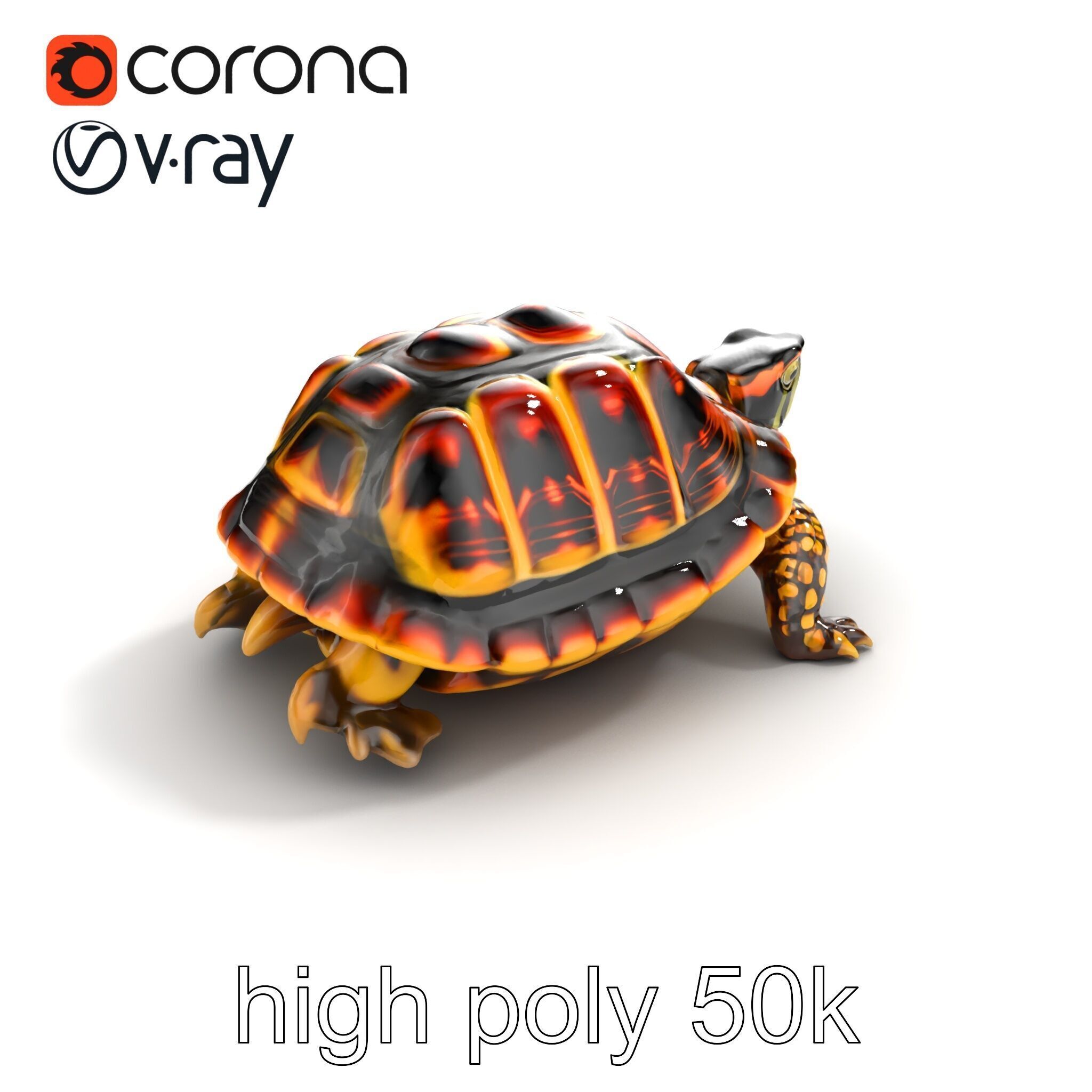 YellowMargined Box Turtle Realistic Detail Model Pack Low-poly 3D model_12