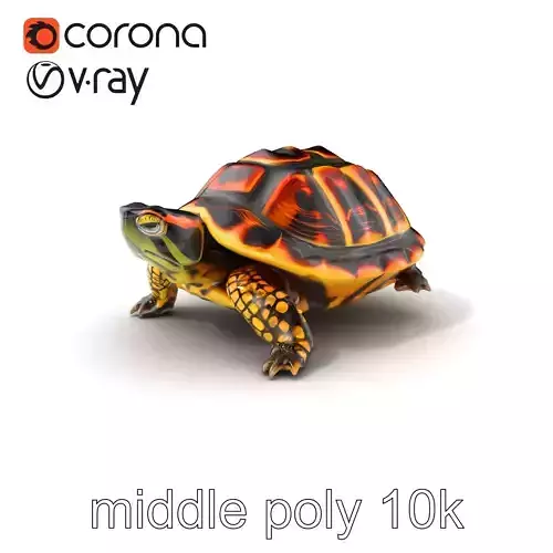YellowMargined Box Turtle Realistic Detail Model Pack Low-poly 3D model
