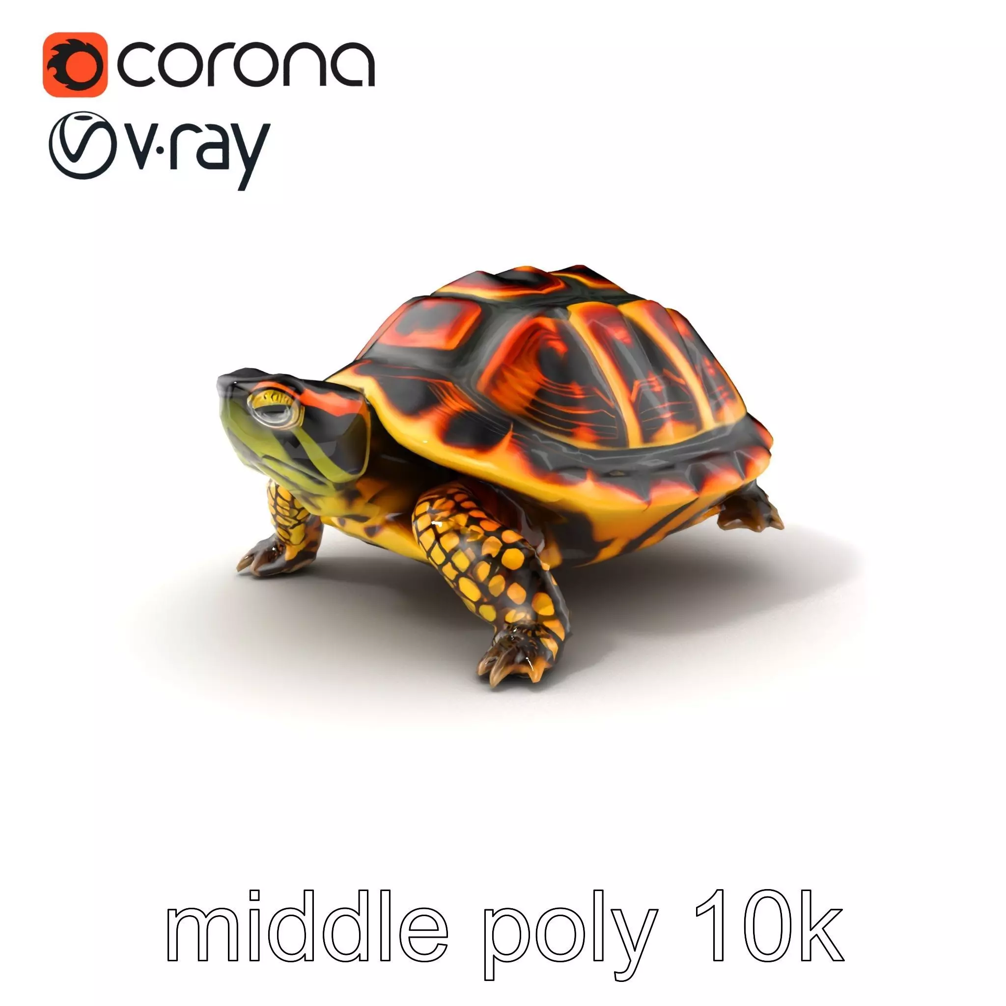 YellowMargined Box Turtle Realistic Detail Model Pack Low-poly 3D model_0