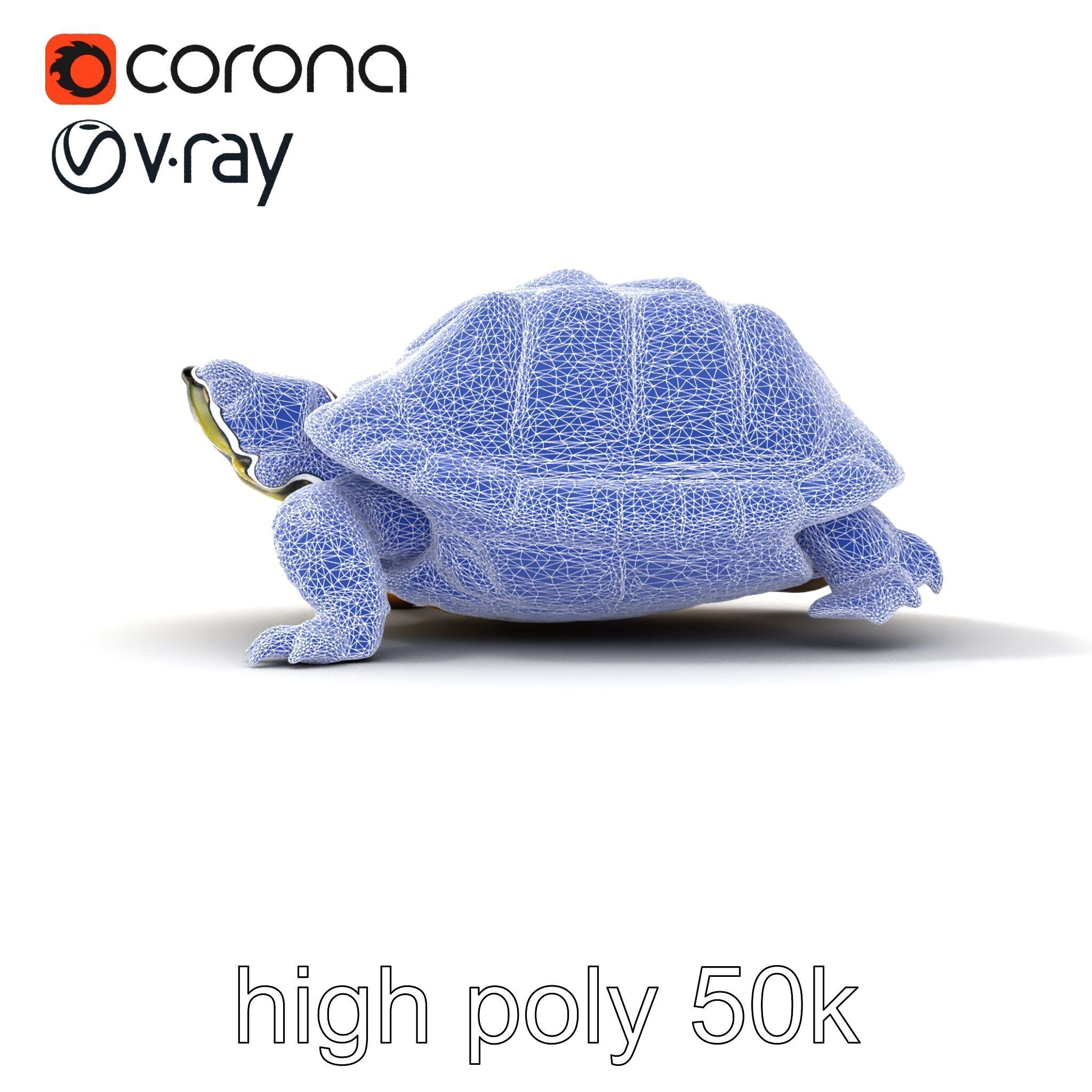 YellowMargined Box Turtle Realistic Detail Model Pack Low-poly 3D model_26