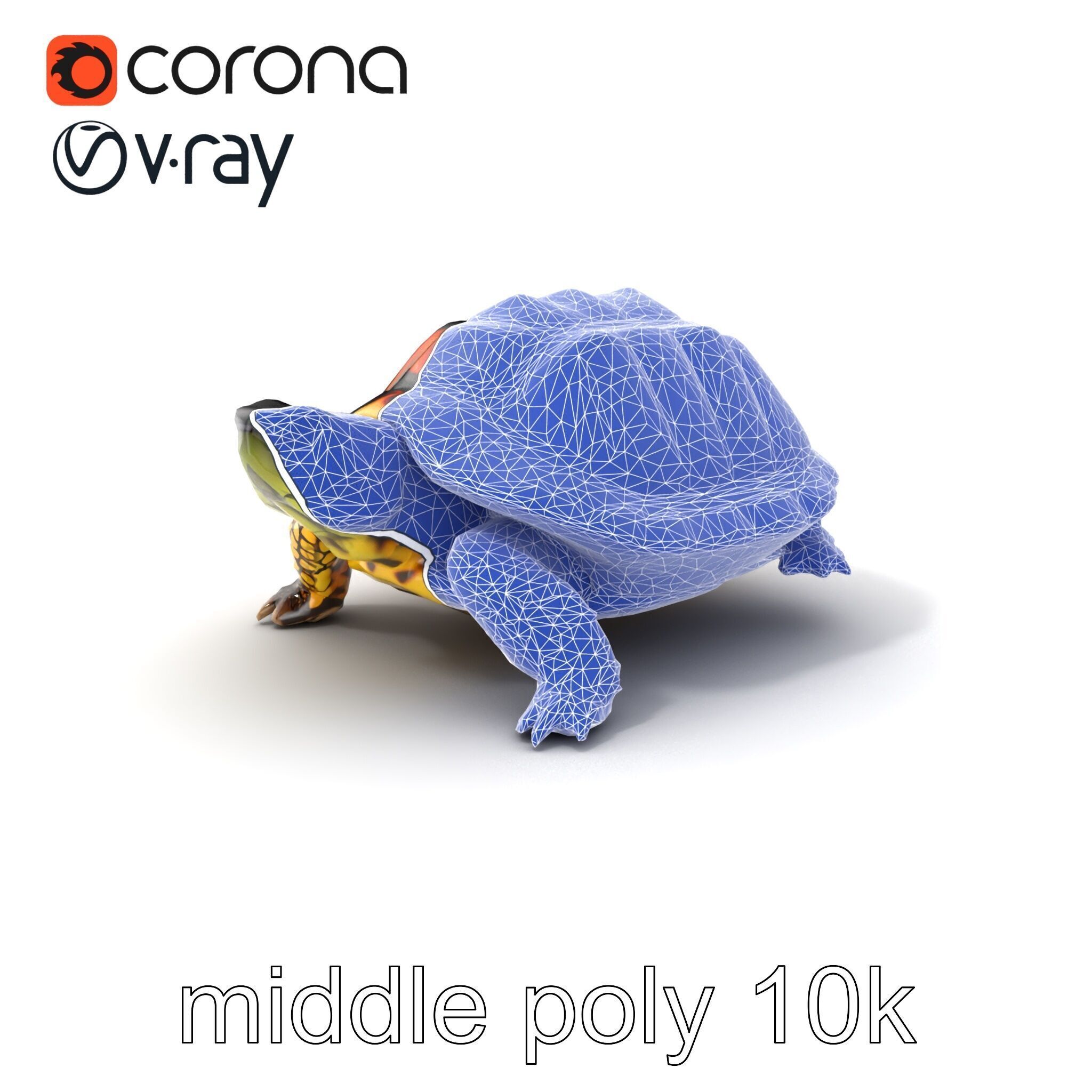 YellowMargined Box Turtle Realistic Detail Model Pack Low-poly 3D model_6