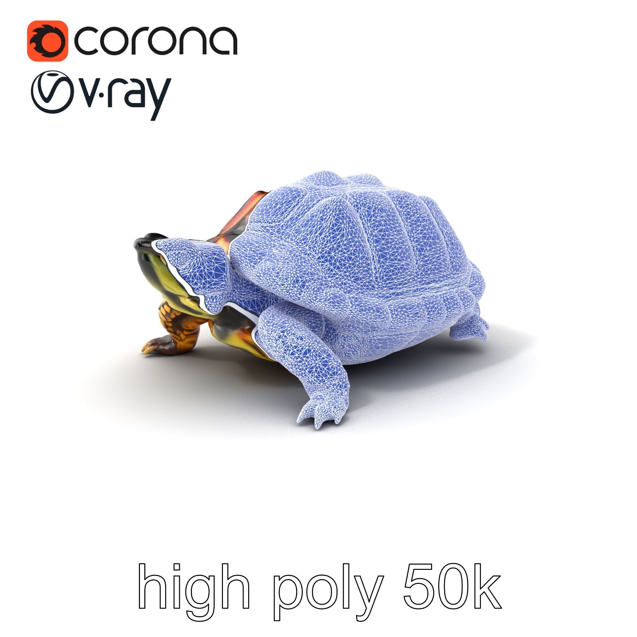 YellowMargined Box Turtle Realistic Detail Model Pack Low-poly 3D model_10