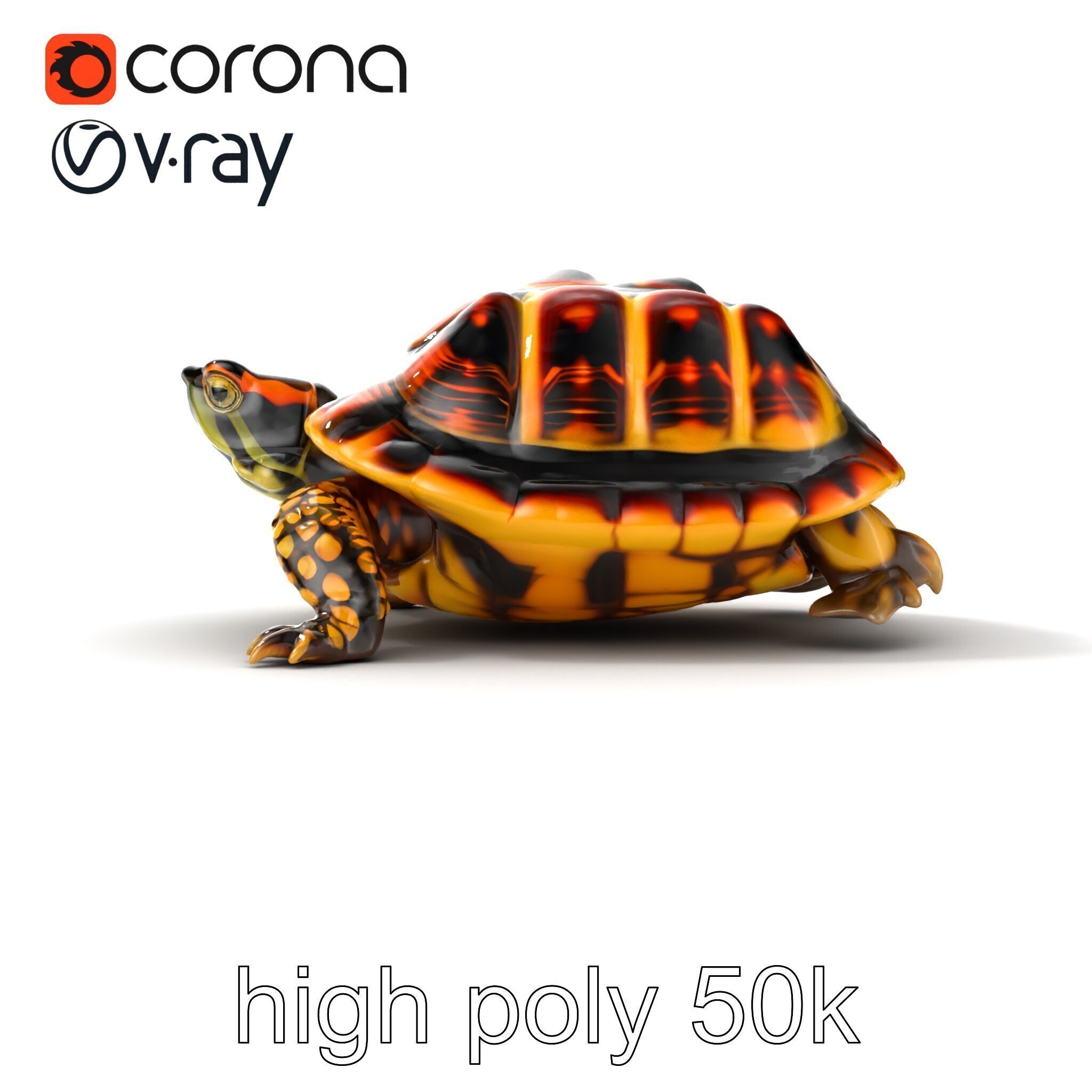 YellowMargined Box Turtle Realistic Detail Model Pack Low-poly 3D model_20