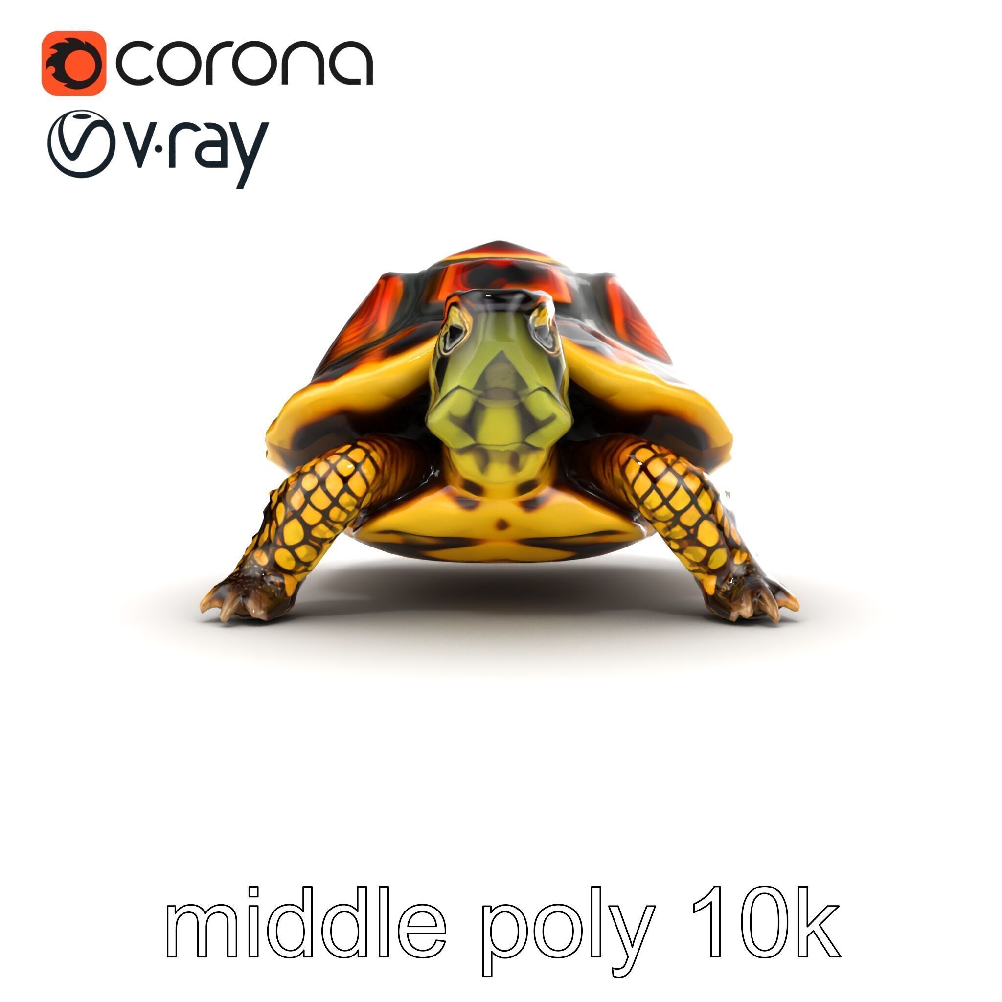 YellowMargined Box Turtle Realistic Detail Model Pack Low-poly 3D model_13