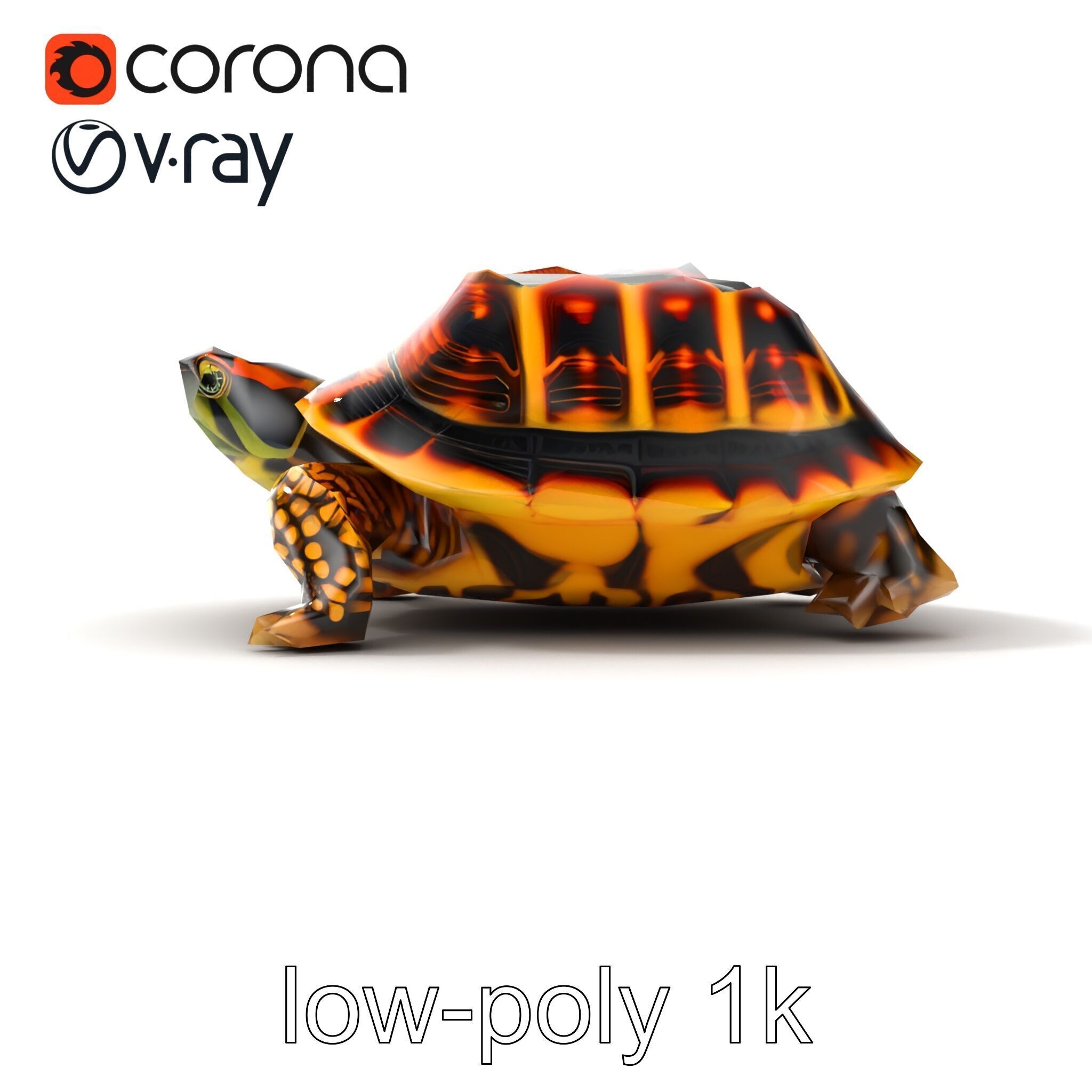 YellowMargined Box Turtle Realistic Detail Model Pack Low-poly 3D model_18