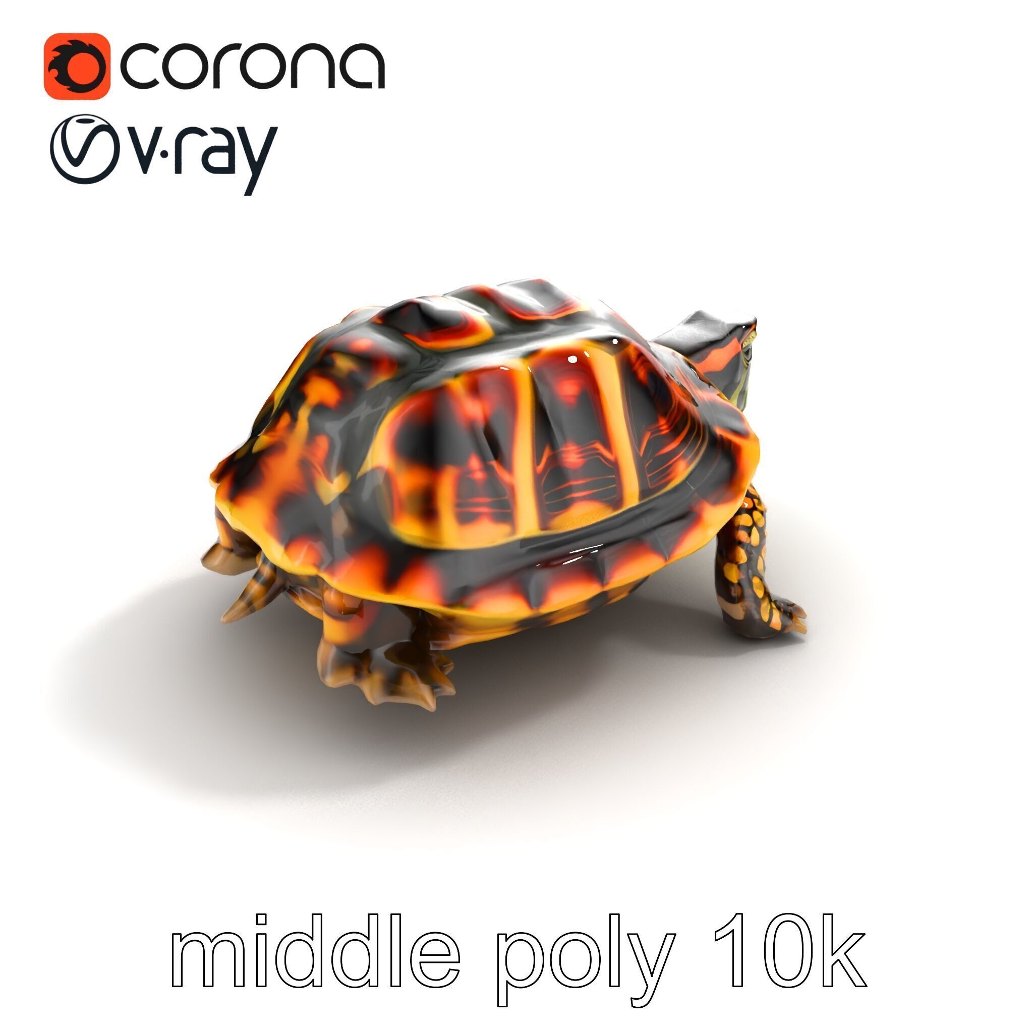 YellowMargined Box Turtle Realistic Detail Model Pack Low-poly 3D model_8