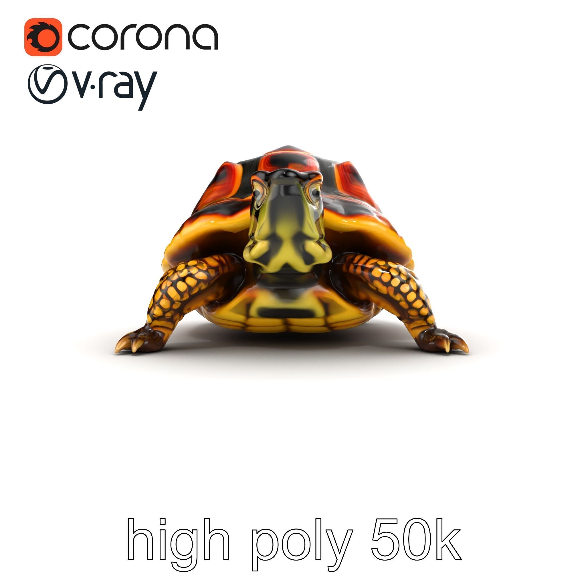 YellowMargined Box Turtle Realistic Detail Model Pack Low-poly 3D model_16