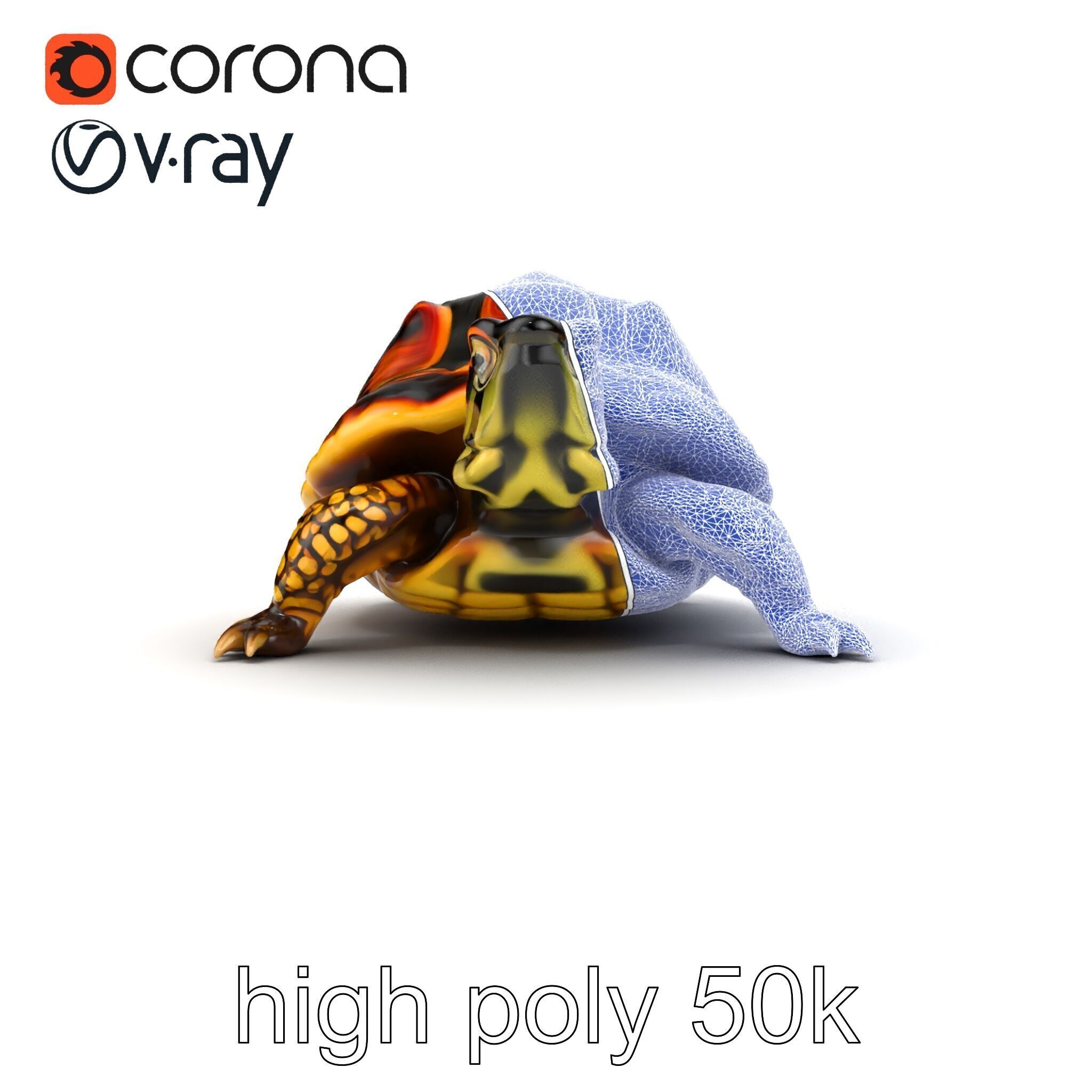 YellowMargined Box Turtle Realistic Detail Model Pack Low-poly 3D model_14