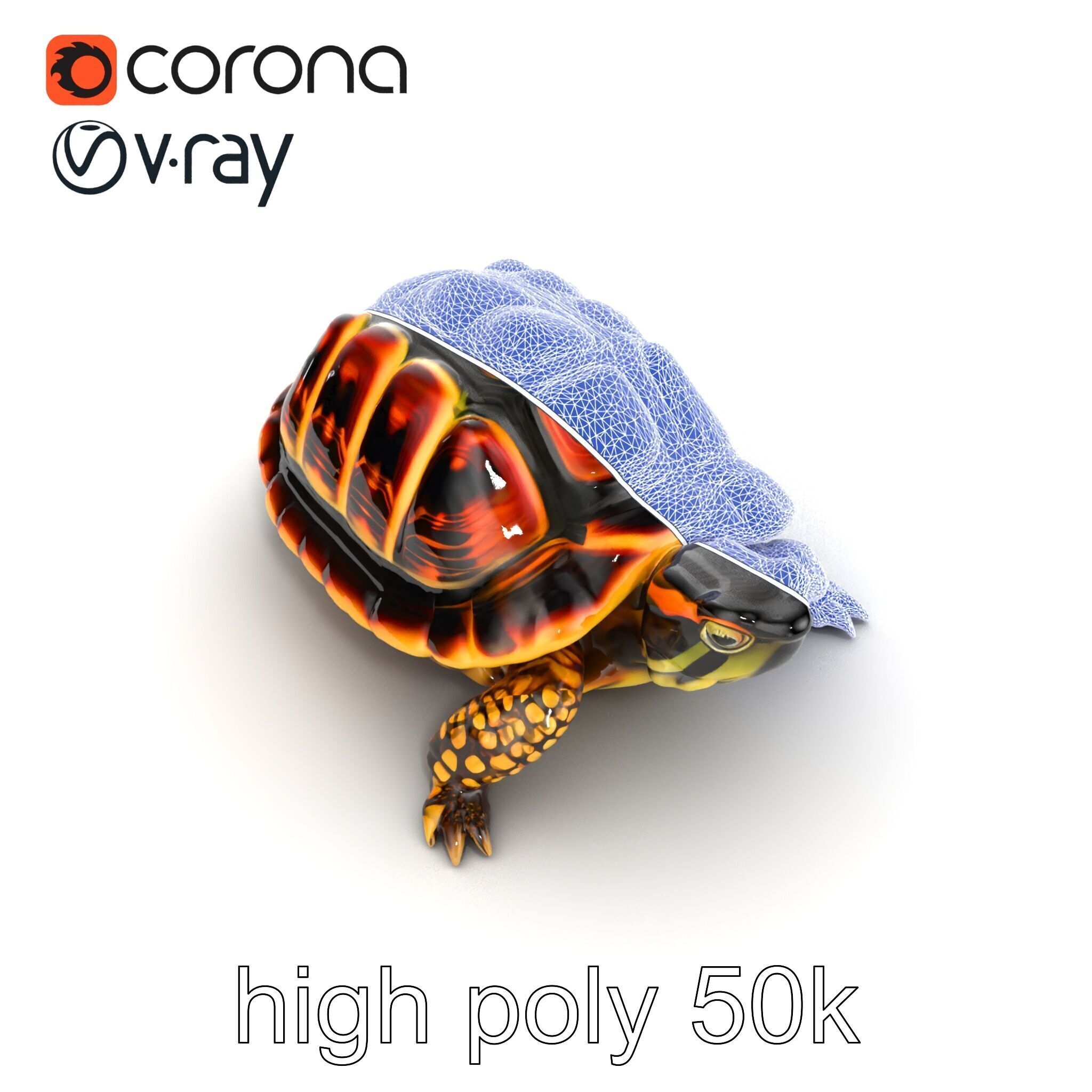 YellowMargined Box Turtle Realistic Detail Model Pack Low-poly 3D model_28