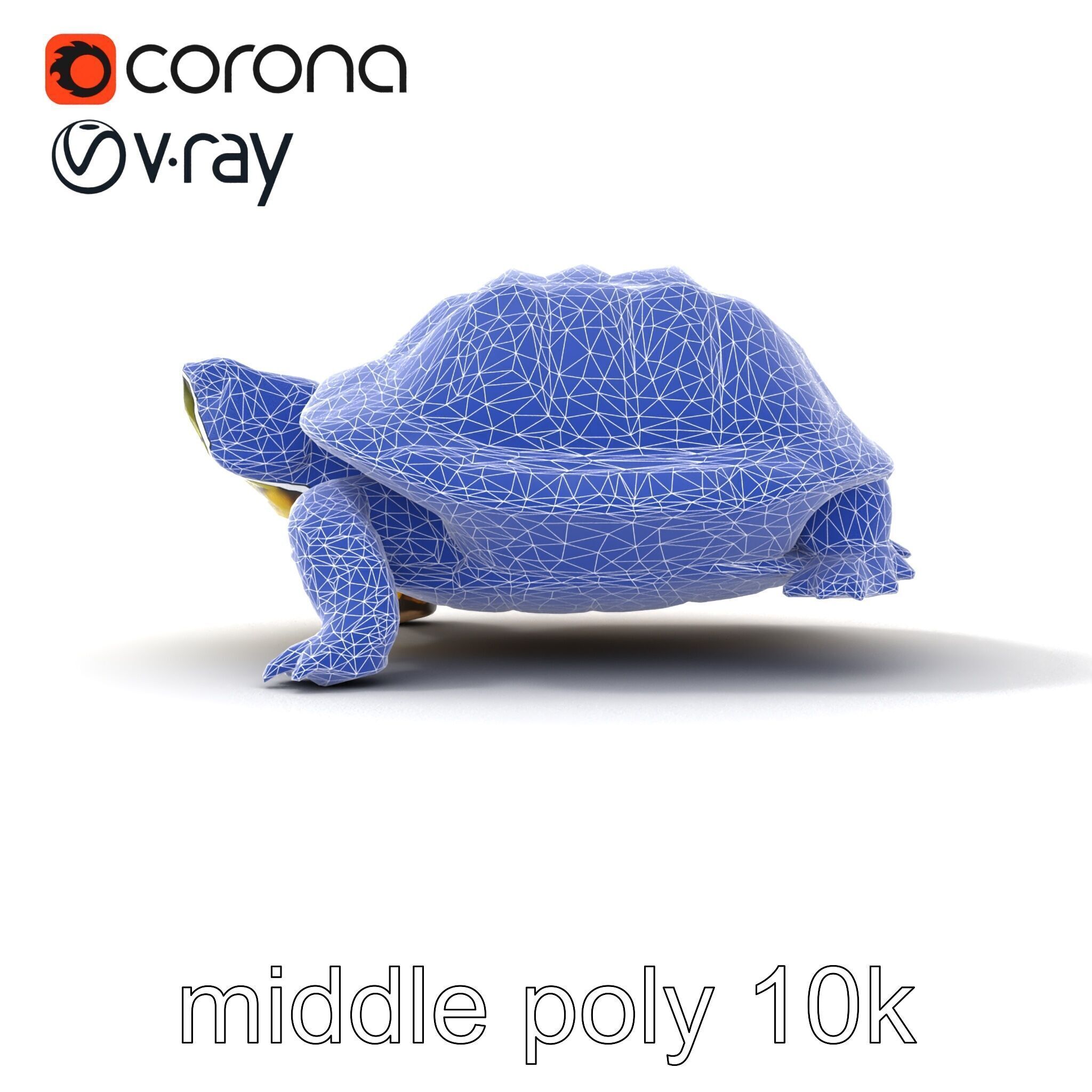 YellowMargined Box Turtle Realistic Detail Model Pack Low-poly 3D model_23