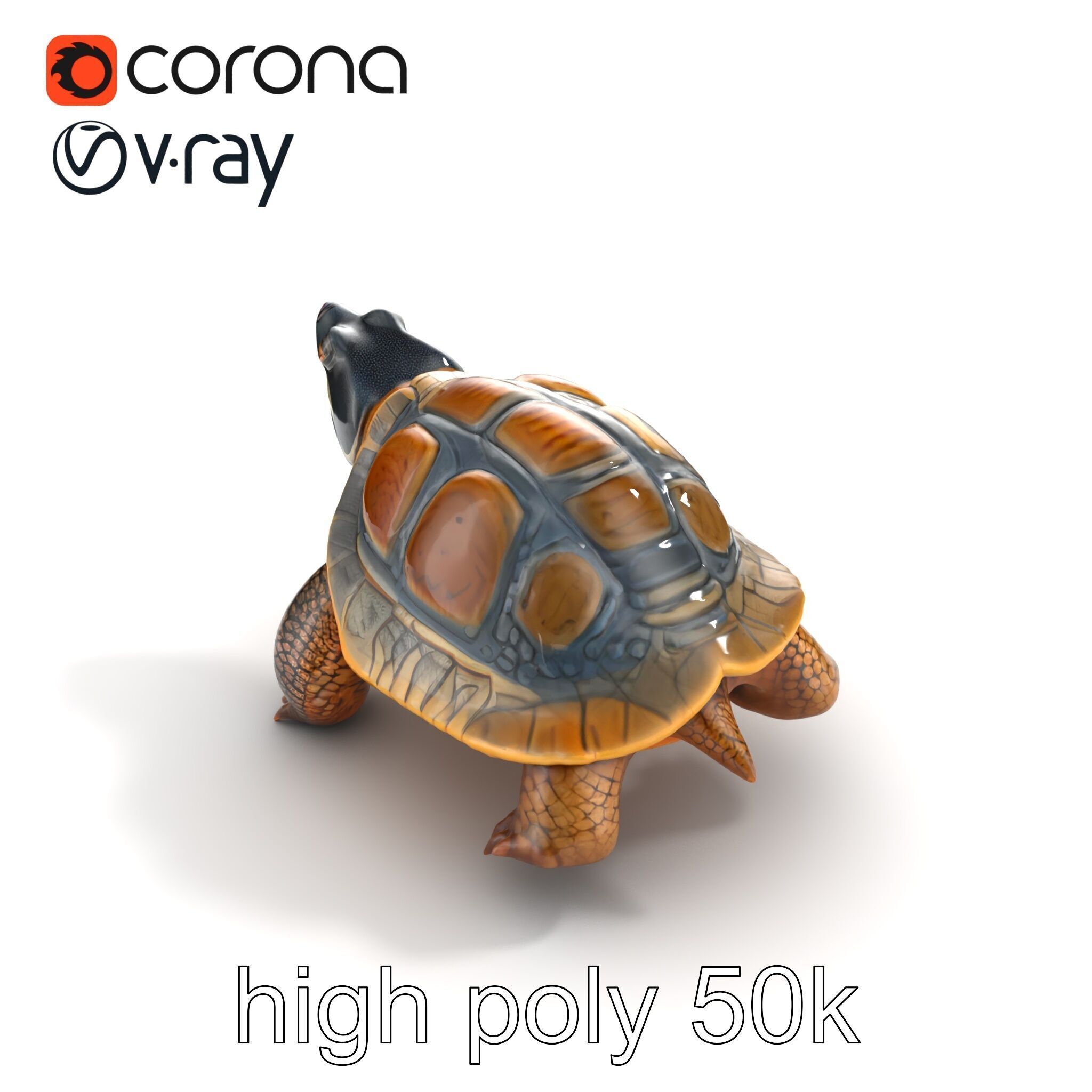 Snapping Turtle Strong Jaw Detailed Model Pack Low-poly 3D model_17