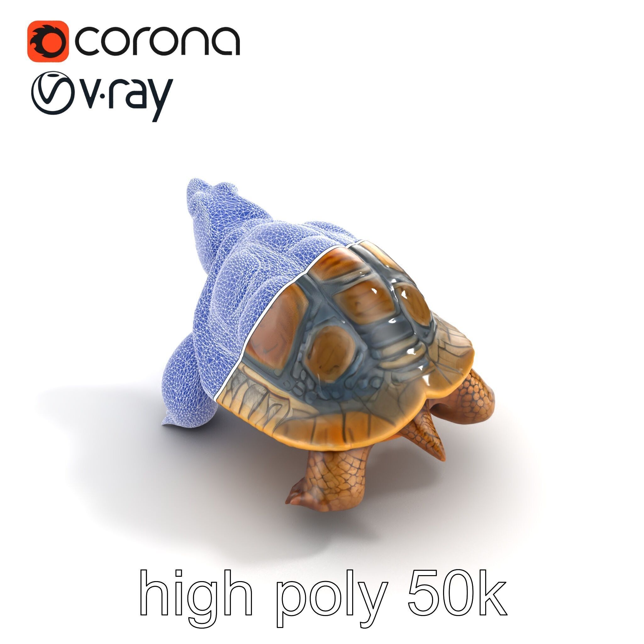 Snapping Turtle Strong Jaw Detailed Model Pack Low-poly 3D model_16