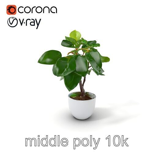 Ficus Lyrata Contemporary Elegance model pack Low-poly 3D model