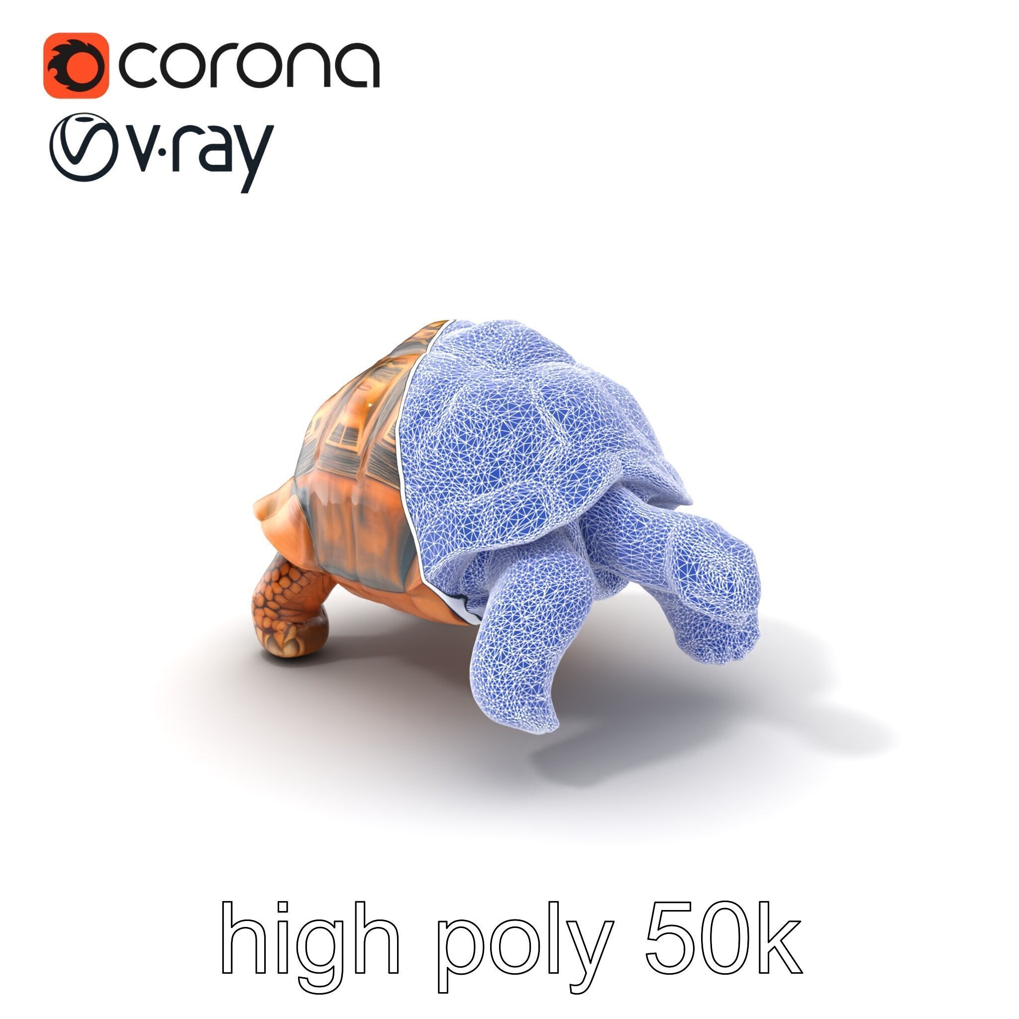 Galapagos Tortoise Realistic Texture model pack Low-poly 3D model_10