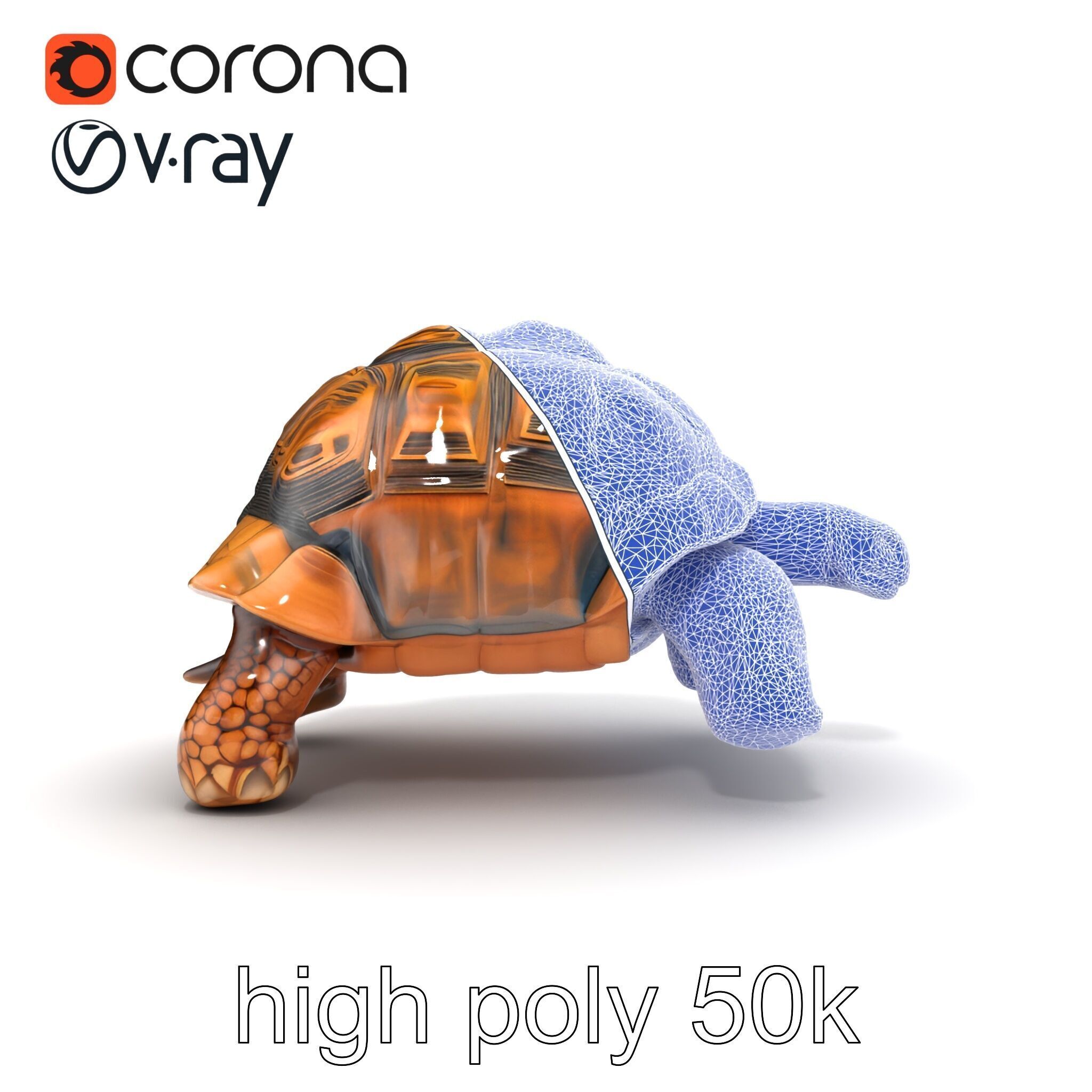 Galapagos Tortoise Realistic Texture model pack Low-poly 3D model_32