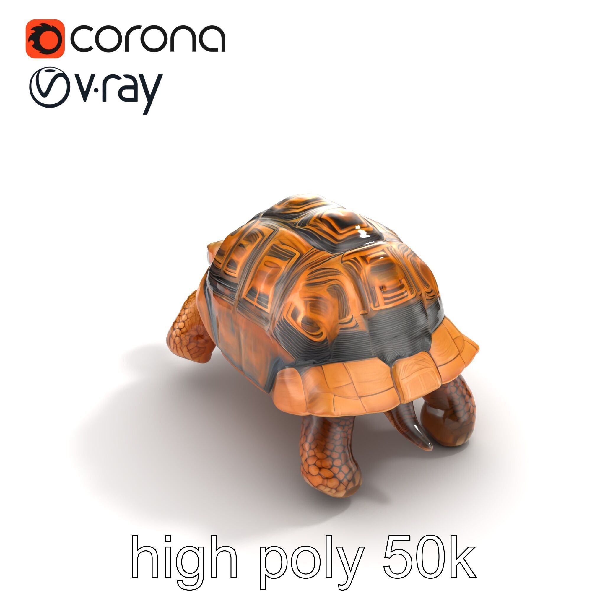 Galapagos Tortoise Realistic Texture model pack Low-poly 3D model_14