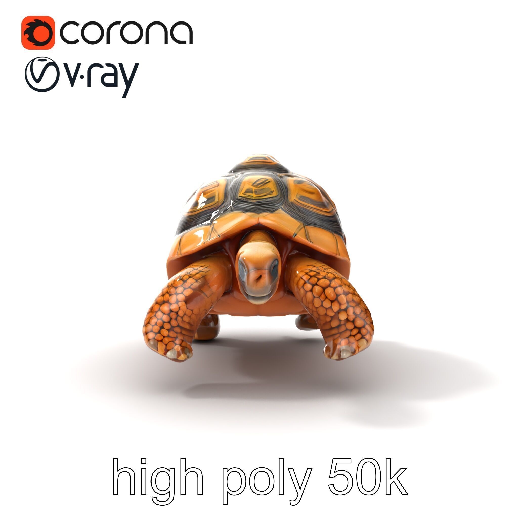 Galapagos Tortoise Realistic Texture model pack Low-poly 3D model_22