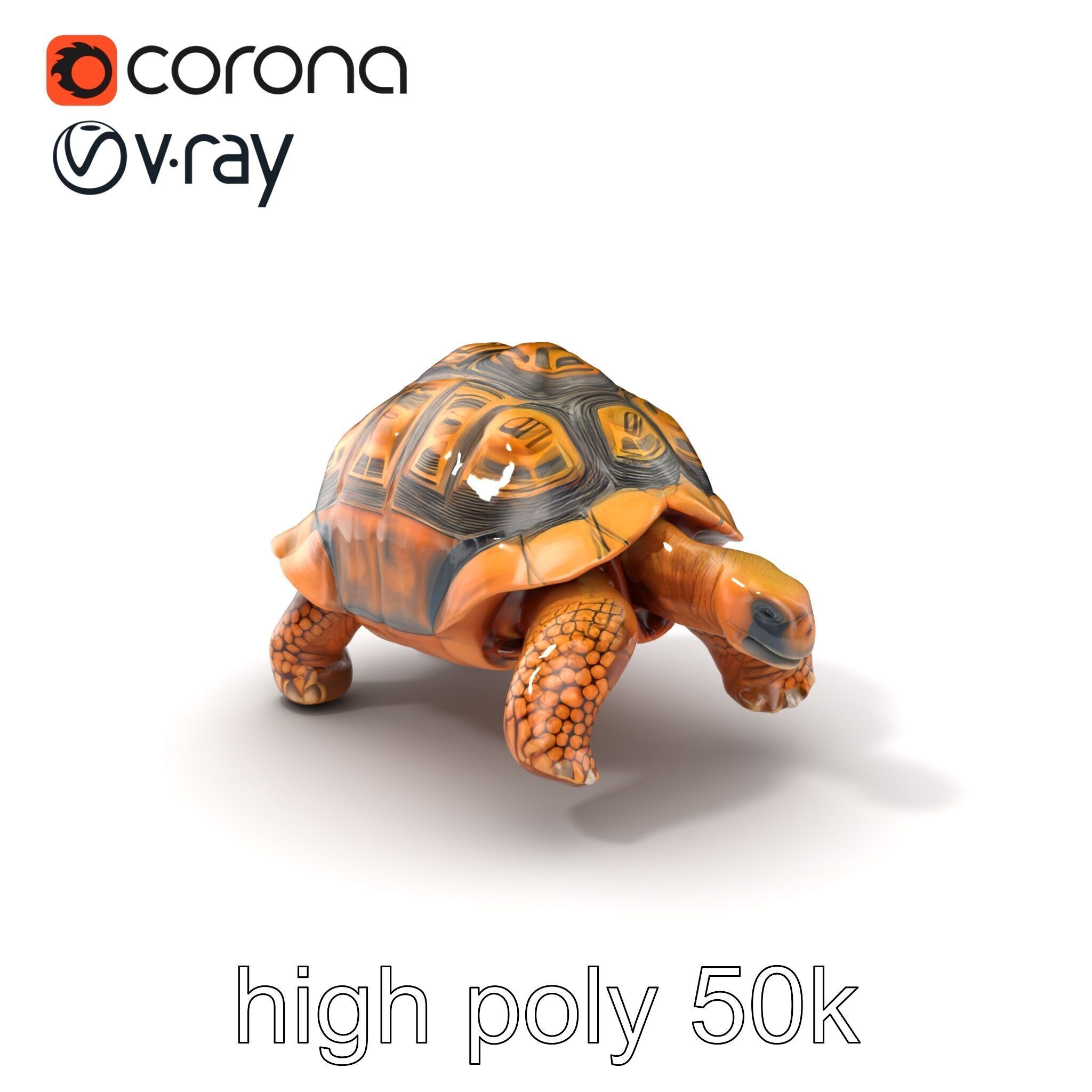 Galapagos Tortoise Realistic Texture model pack Low-poly 3D model_2