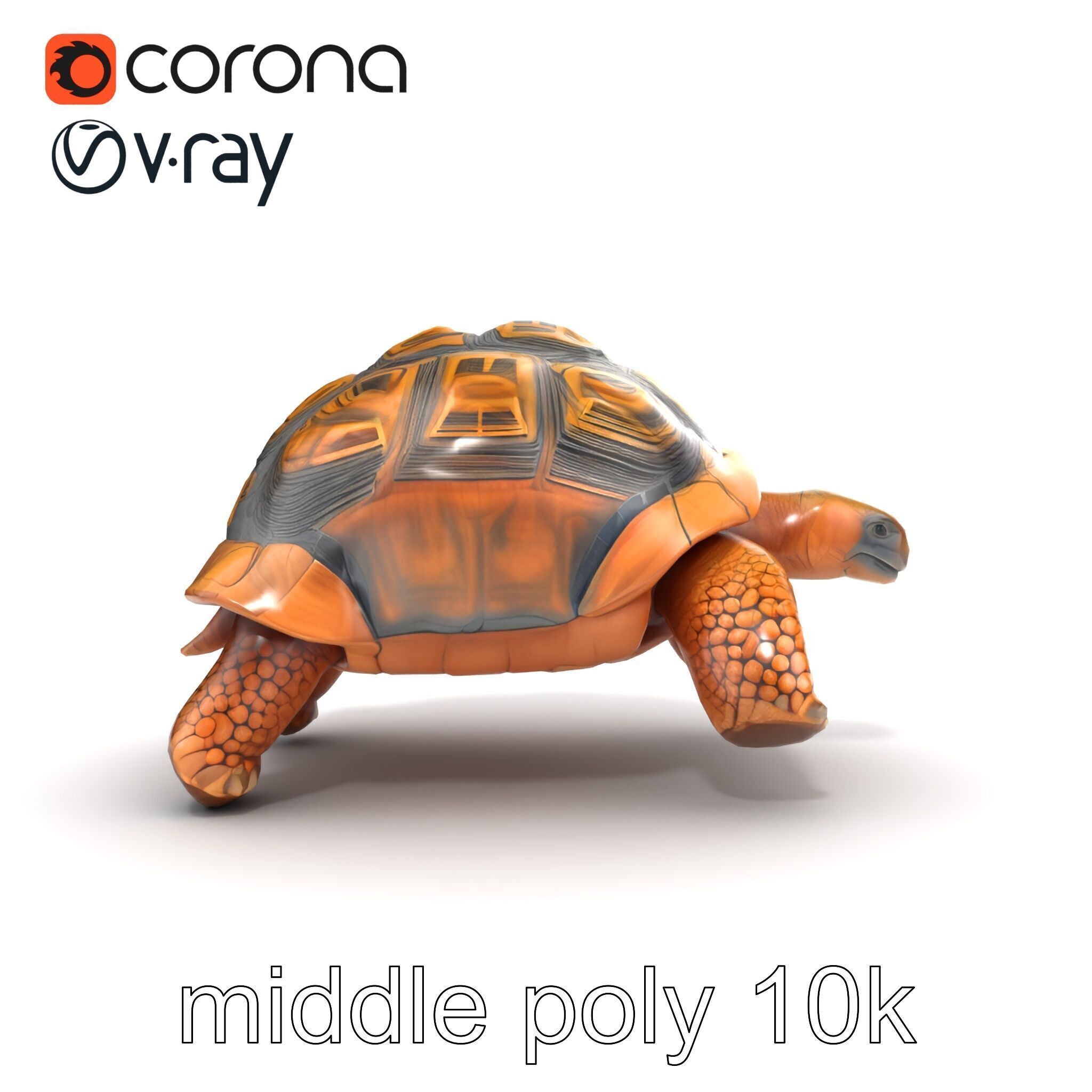 Galapagos Tortoise Realistic Texture model pack Low-poly 3D model_24