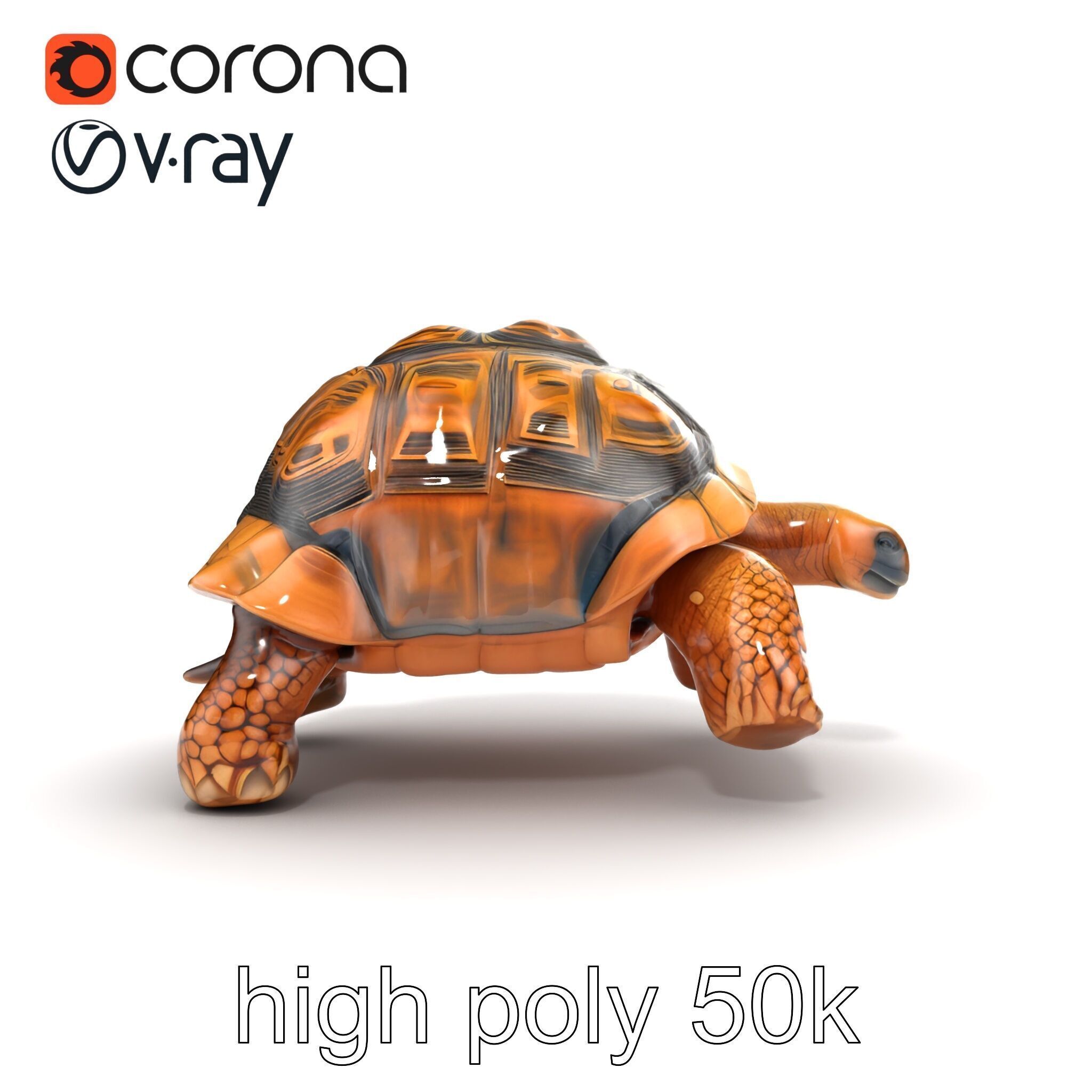 Galapagos Tortoise Realistic Texture model pack Low-poly 3D model_20