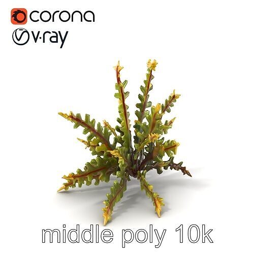 Platycerium Deer Antler Fern model pack Low-poly 3D model