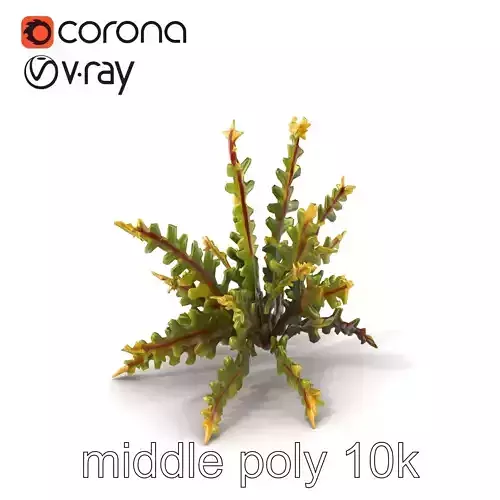 Platycerium Deer Antler Fern model pack