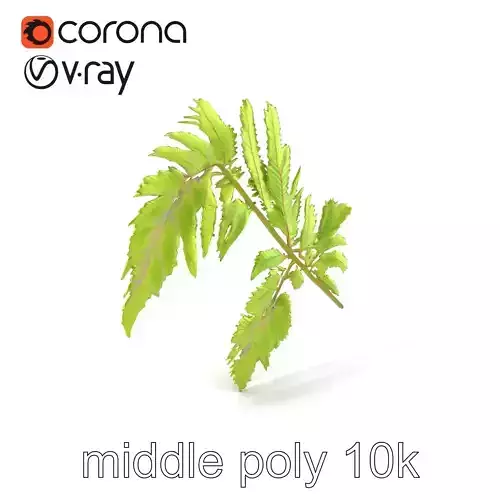 Matteuccia Fern HighResolution Model Pack