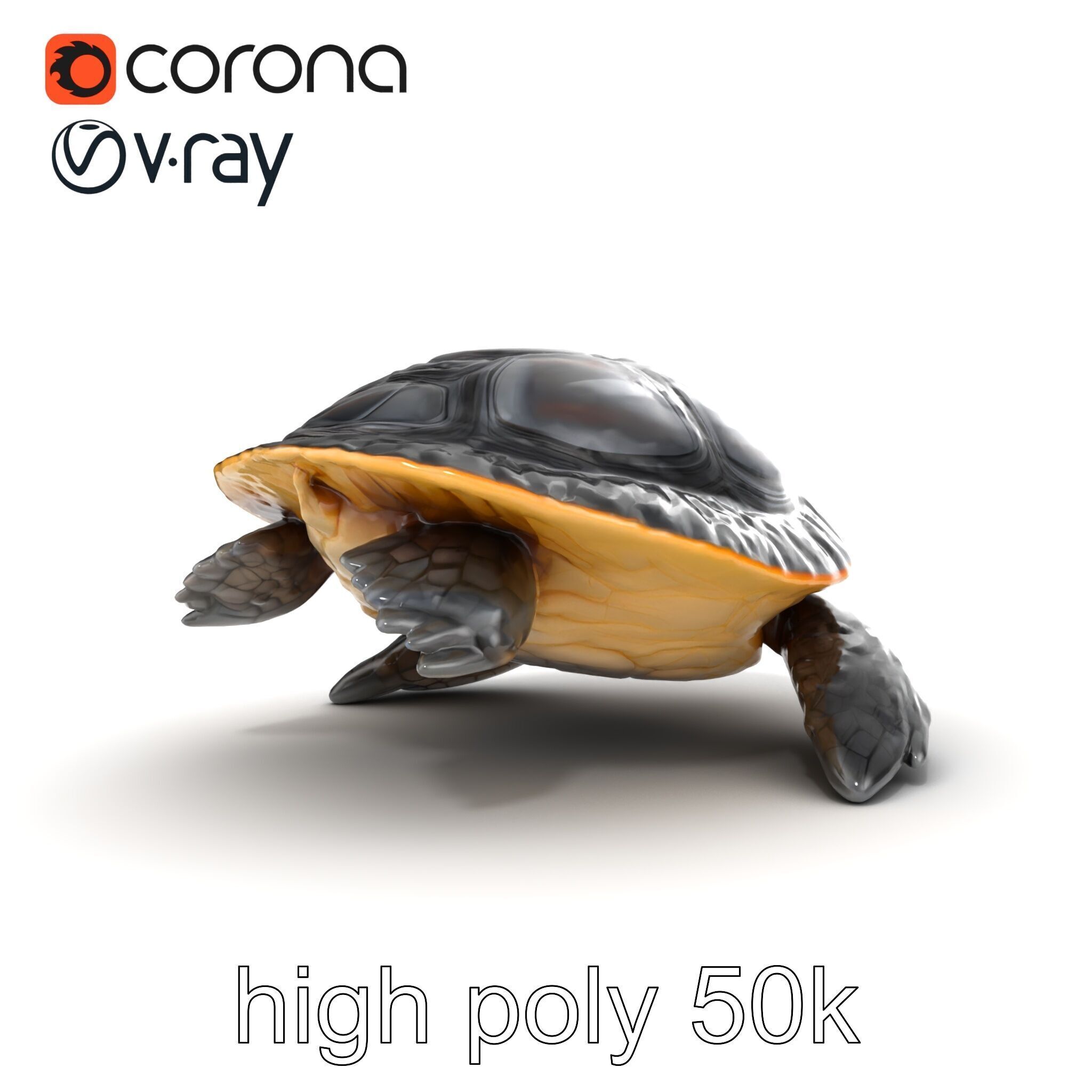 Caspian Turtle Smooth Shell Realism Model Pack Low-poly 3D model_31