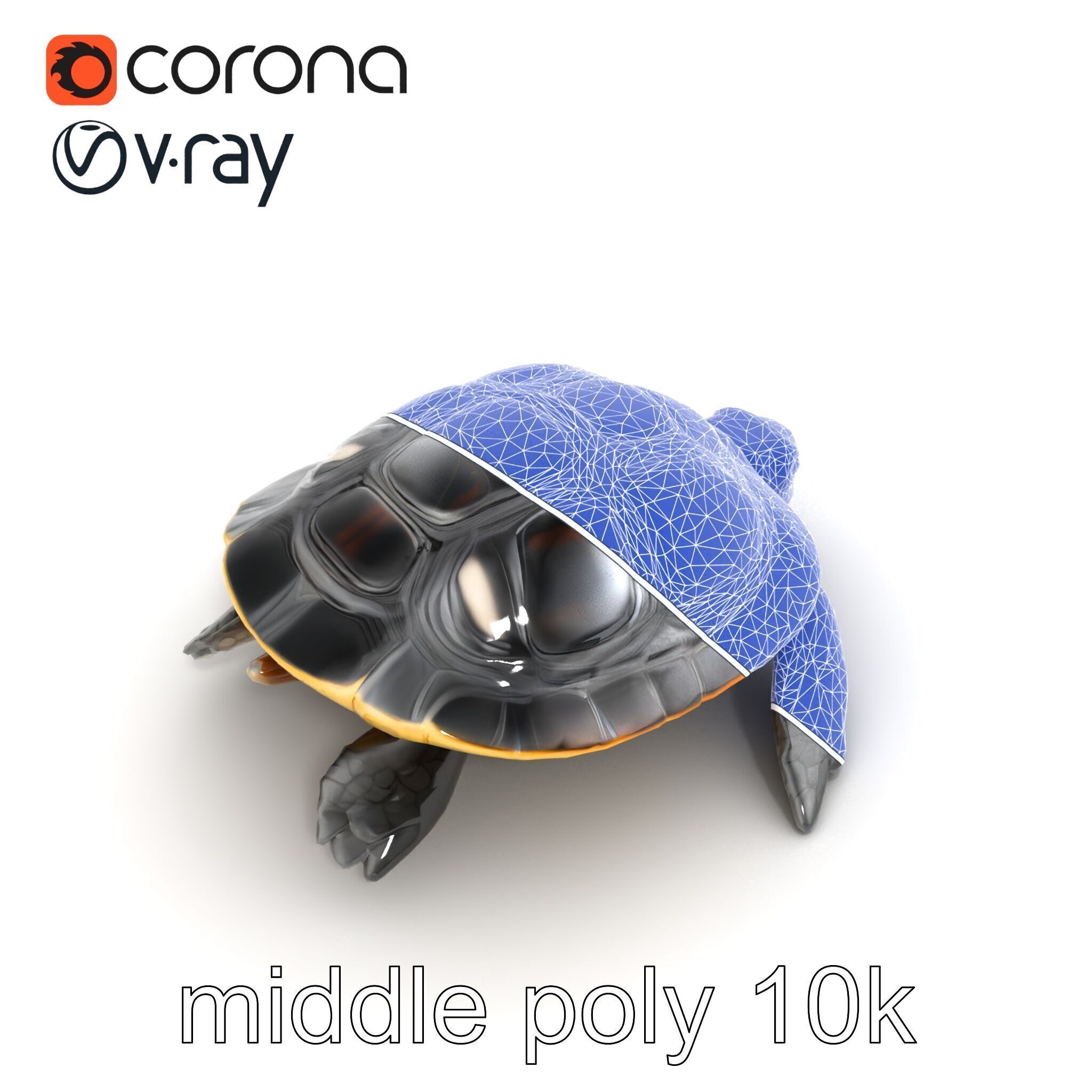 Caspian Turtle Smooth Shell Realism Model Pack Low-poly 3D model_30