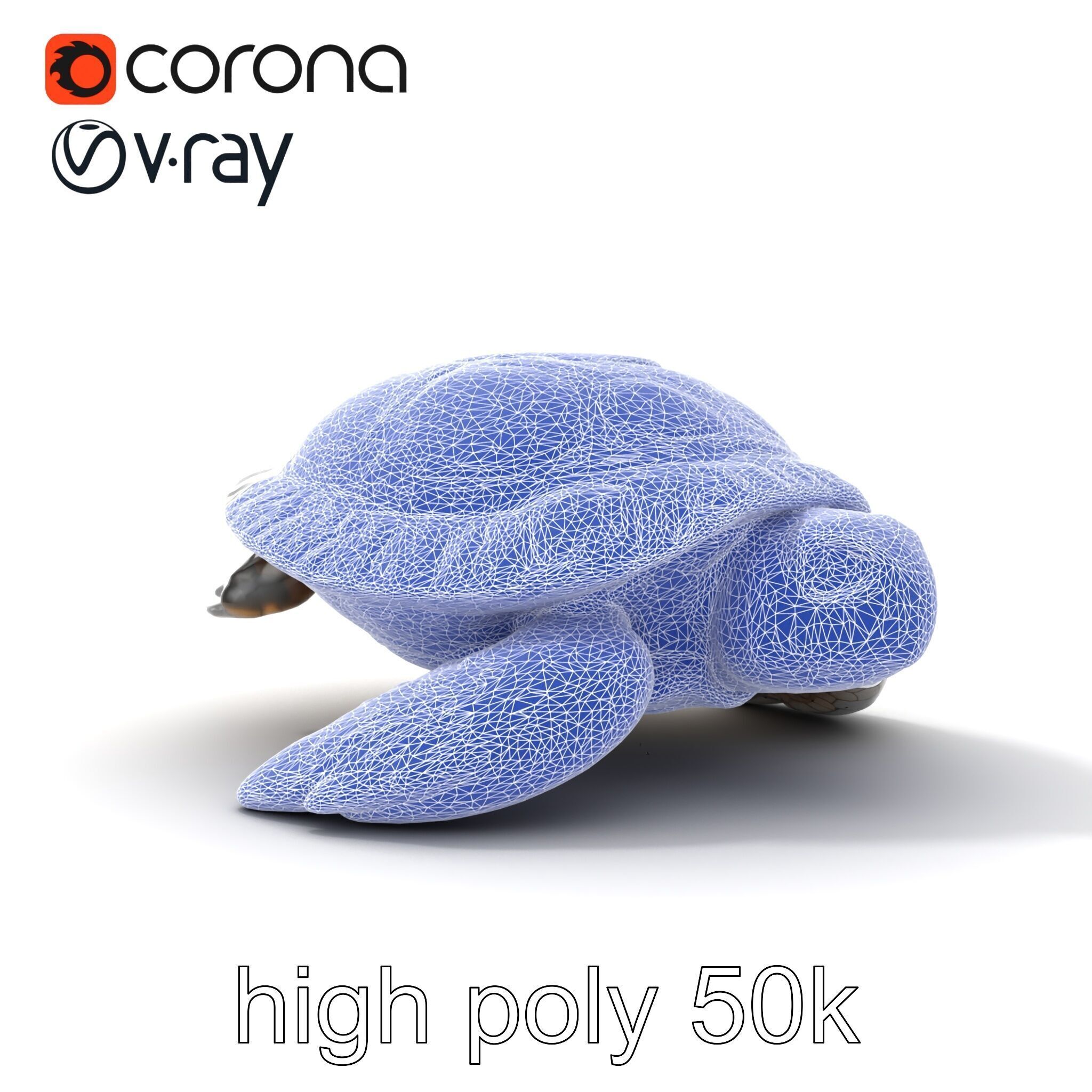 Caspian Turtle Smooth Shell Realism Model Pack Low-poly 3D model_32