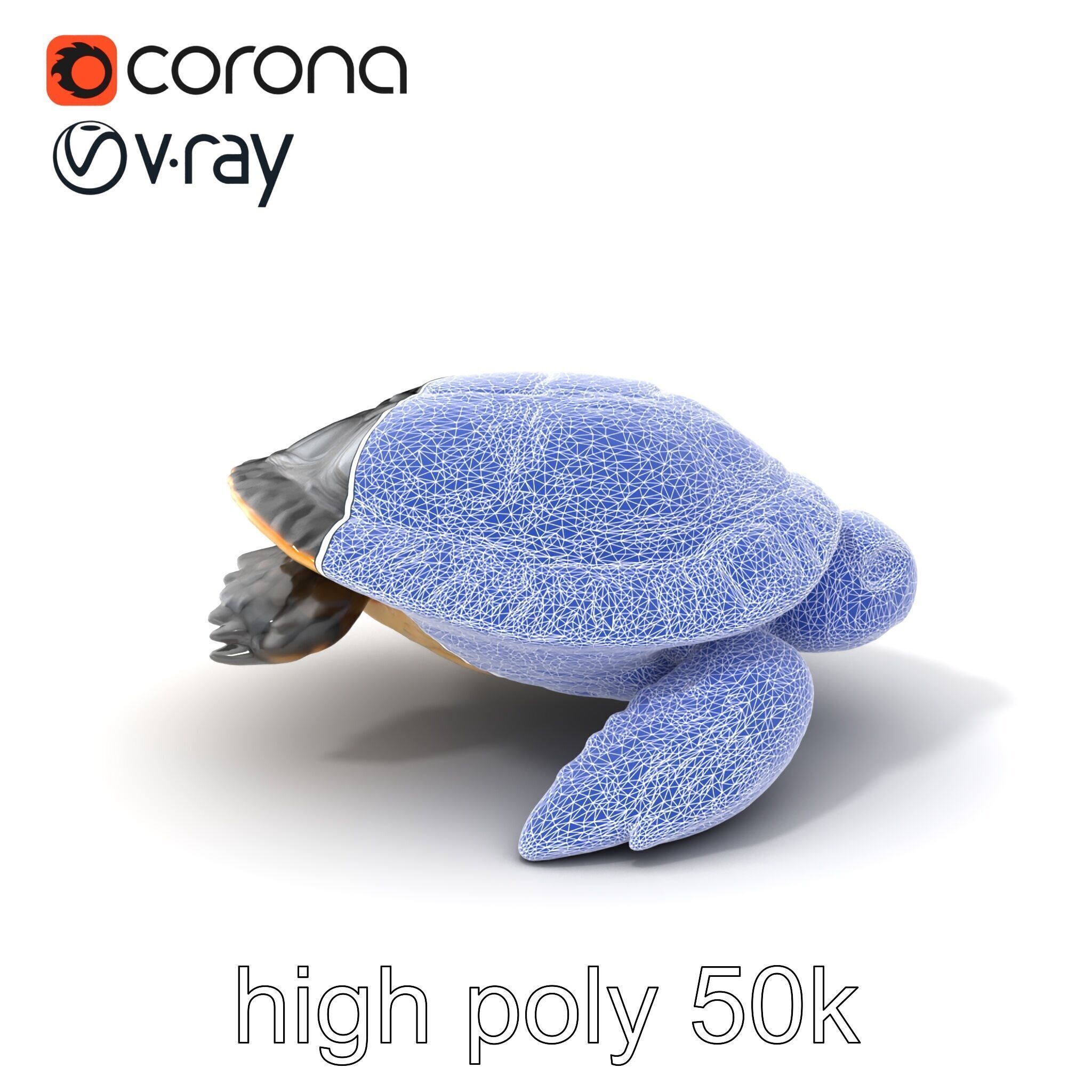 Caspian Turtle Smooth Shell Realism Model Pack Low-poly 3D model_10