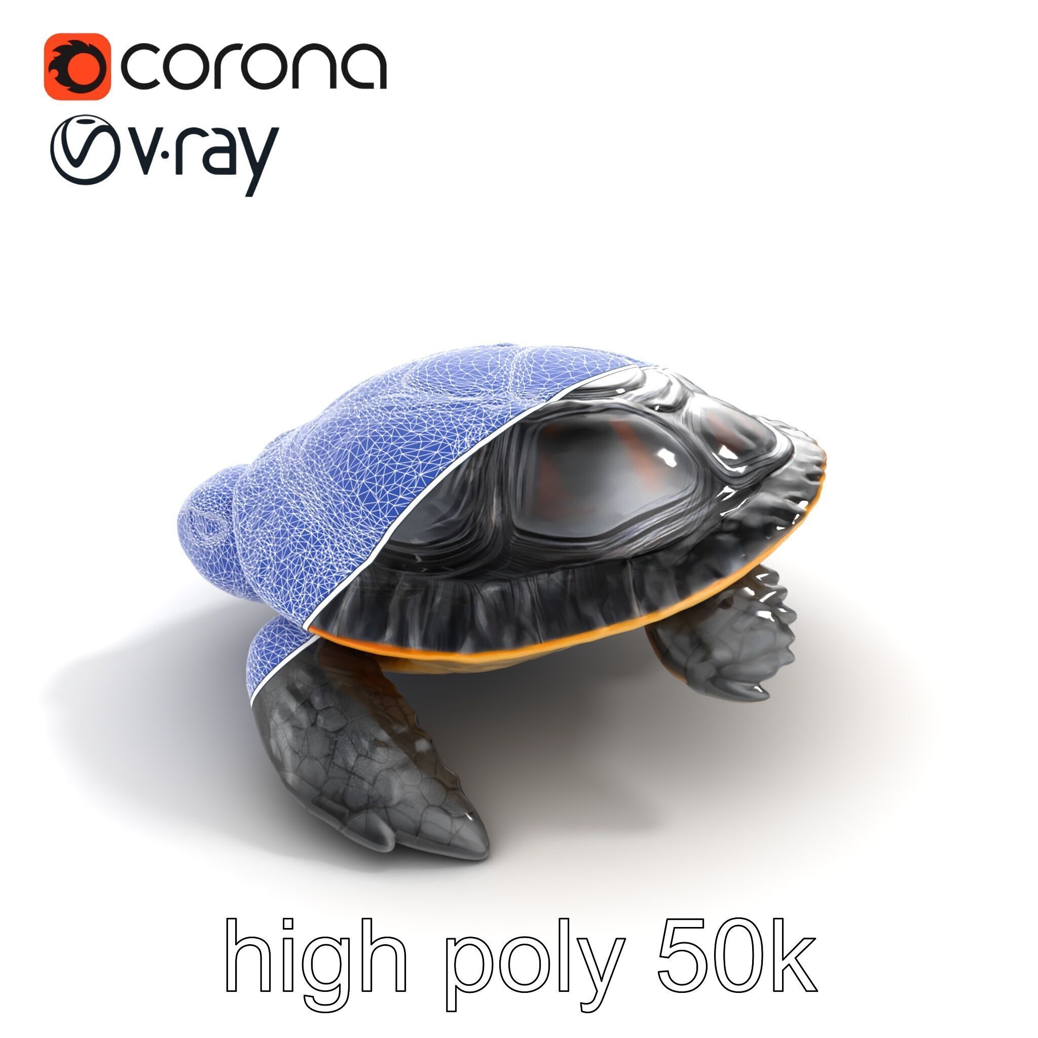 Caspian Turtle Smooth Shell Realism Model Pack Low-poly 3D model_17