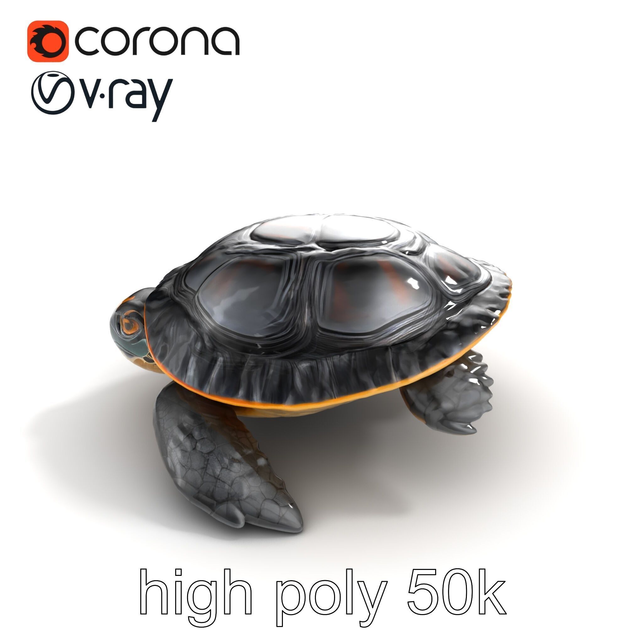 Caspian Turtle Smooth Shell Realism Model Pack Low-poly 3D model_11