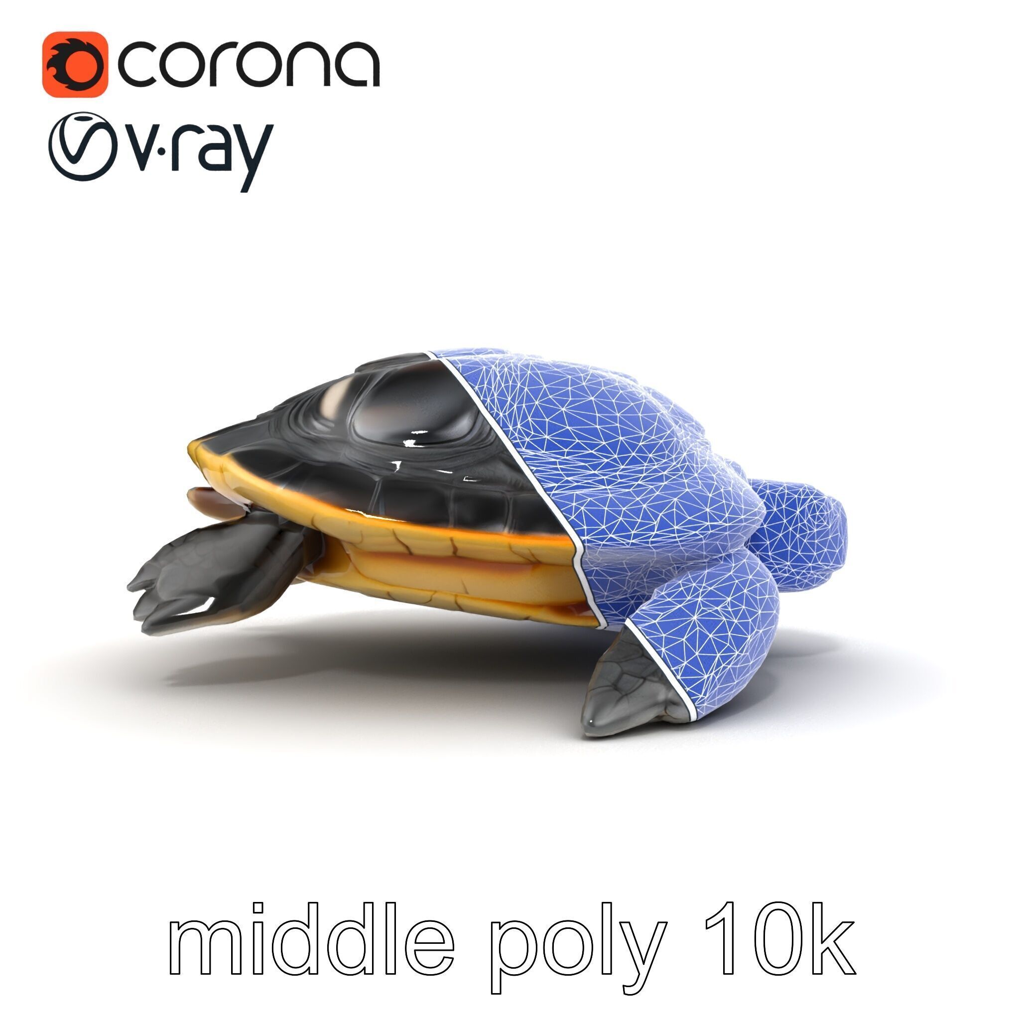 Caspian Turtle Smooth Shell Realism Model Pack Low-poly 3D model_26