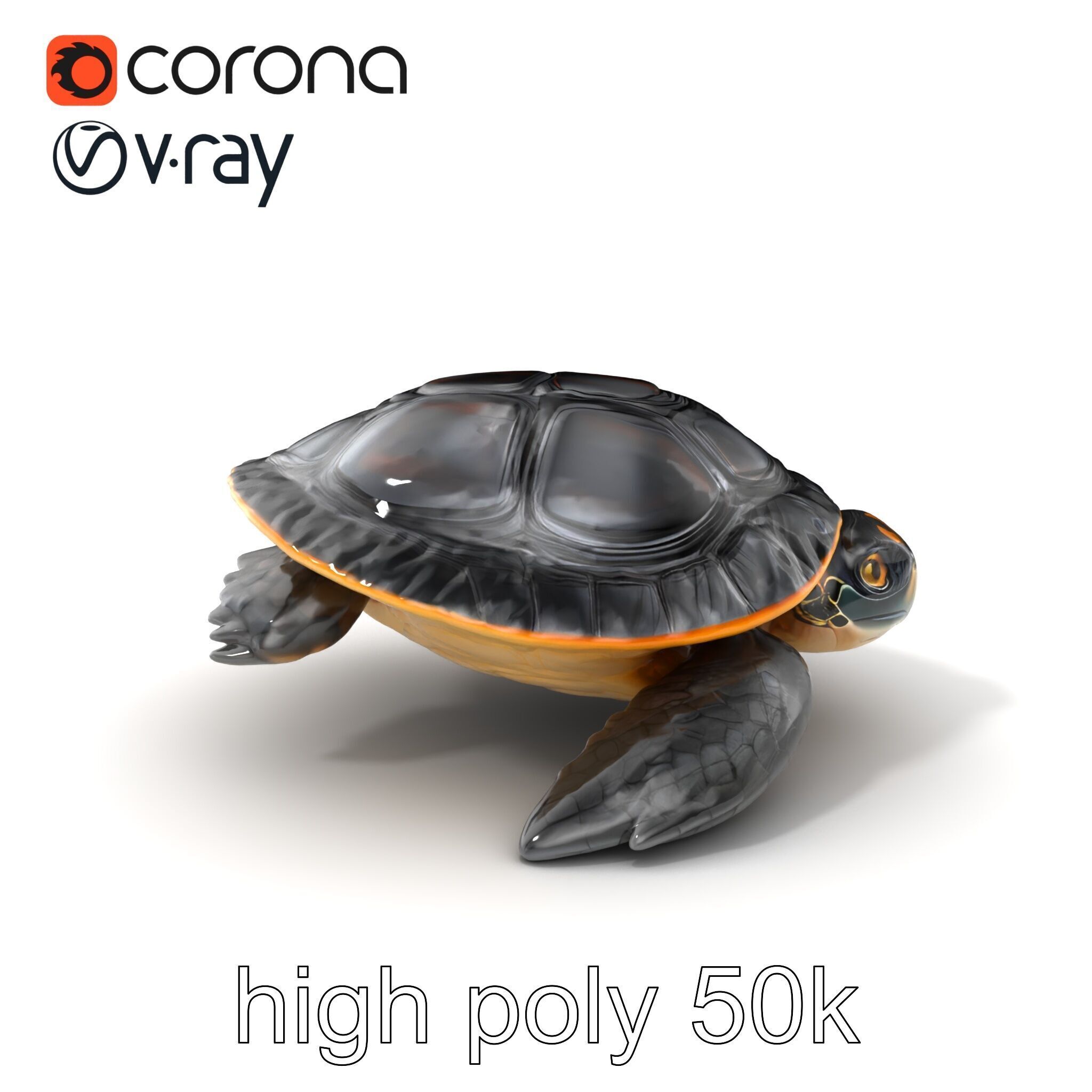 Caspian Turtle Smooth Shell Realism Model Pack Low-poly 3D model_2