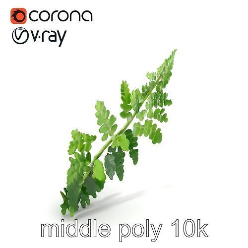 Realistic Pteridium Fern Leaf Model Pack Low-poly 3D model