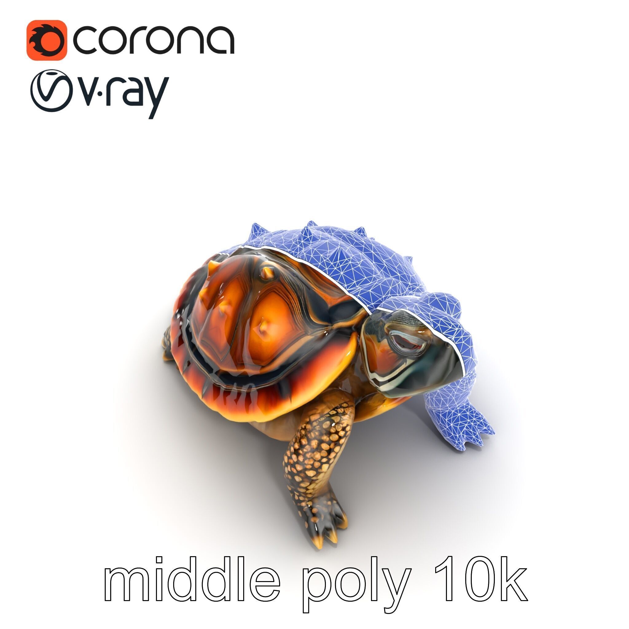 Spiny Softshell Turtle Detailed D Model Pack Low-poly 3D model_31