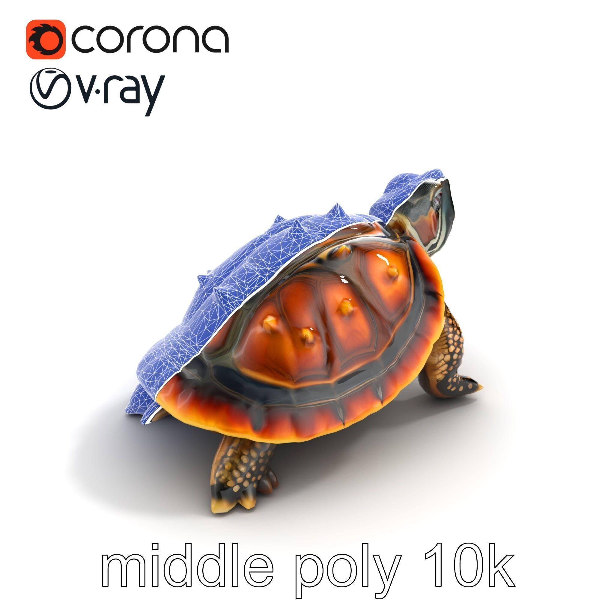 Spiny Softshell Turtle Detailed D Model Pack Low-poly 3D model_11