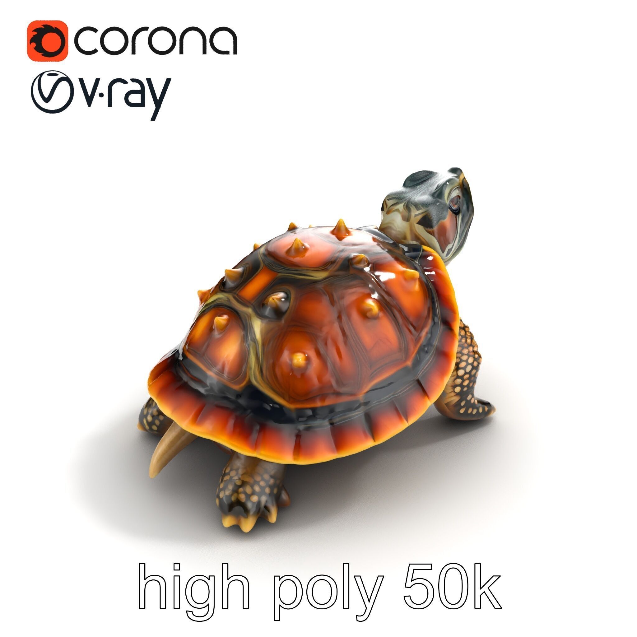 Spiny Softshell Turtle Detailed D Model Pack Low-poly 3D model_21