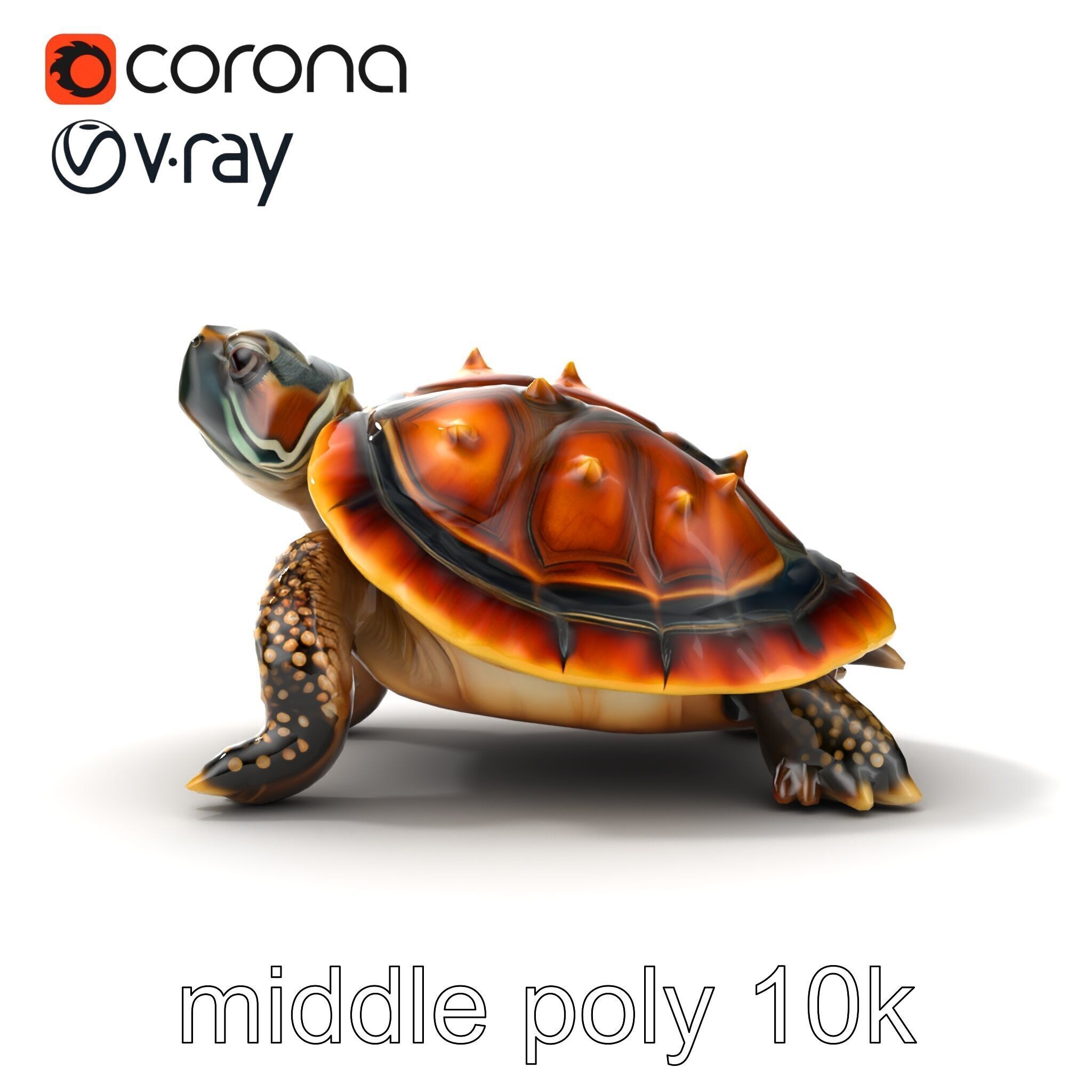 Spiny Softshell Turtle Detailed D Model Pack Low-poly 3D model_20