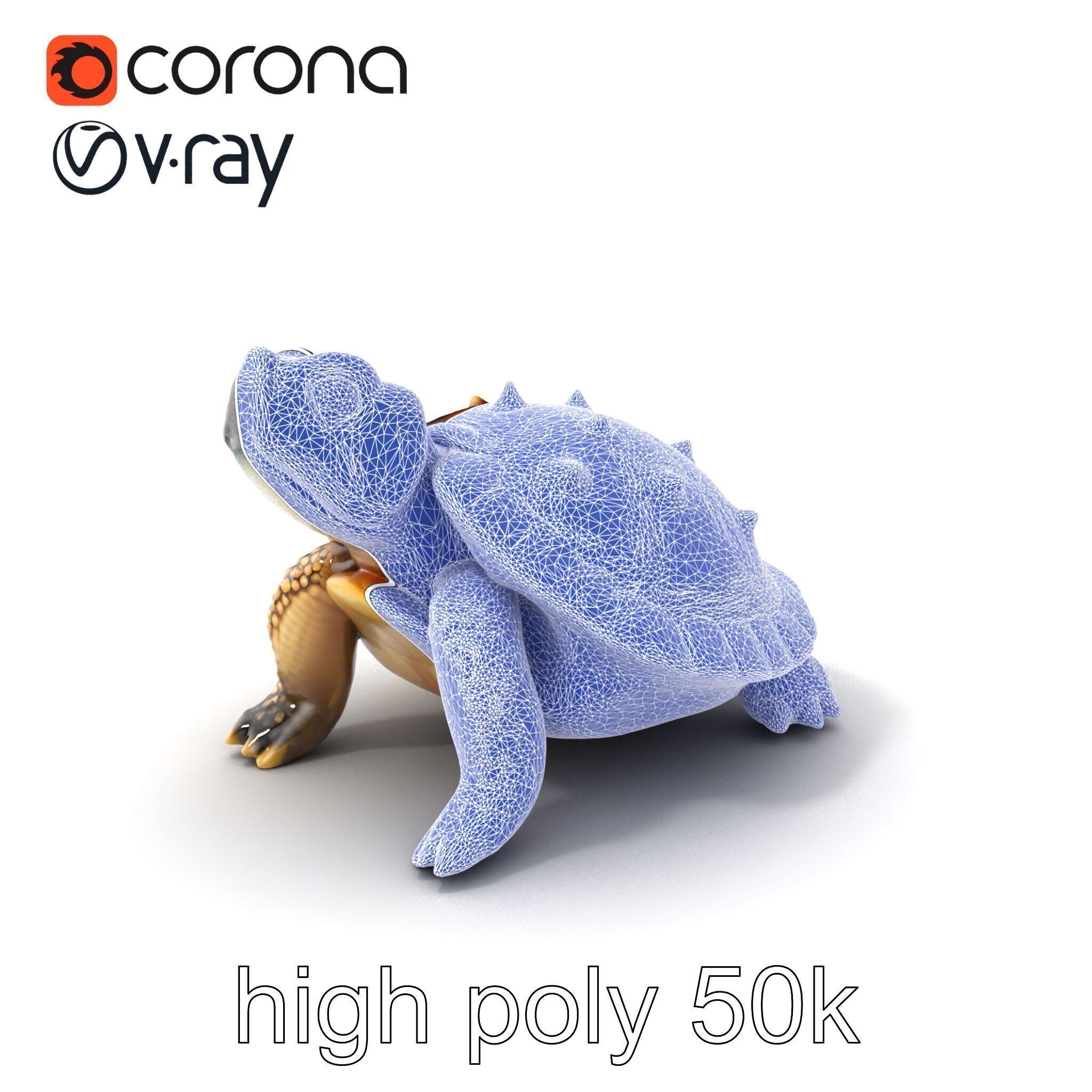 Spiny Softshell Turtle Detailed D Model Pack Low-poly 3D model_10